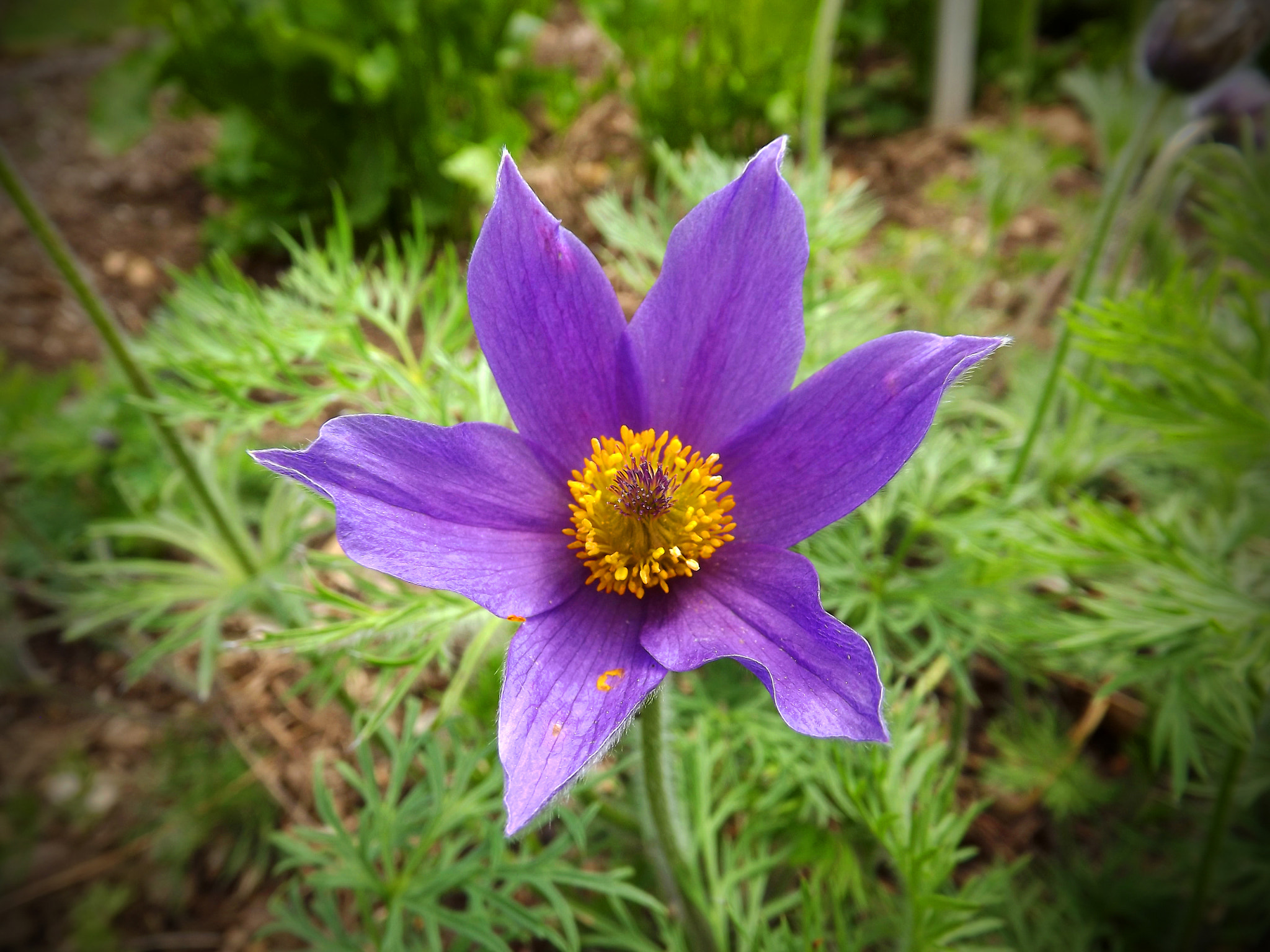 FujiFilm FinePix S3200 (FinePix S3250) sample photo. Blossomed photography