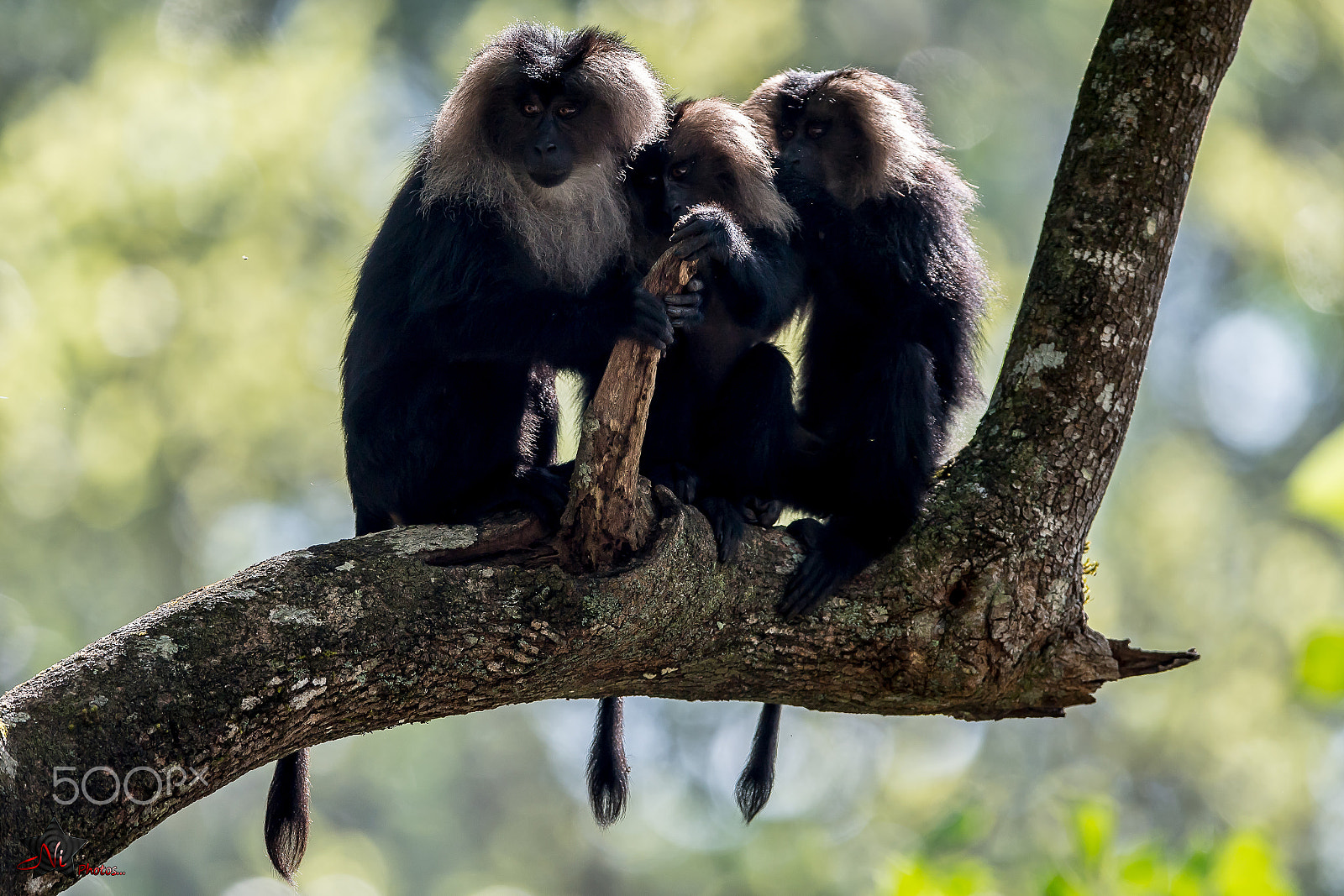Nikon D5 sample photo. Lion-tailed macaque photography