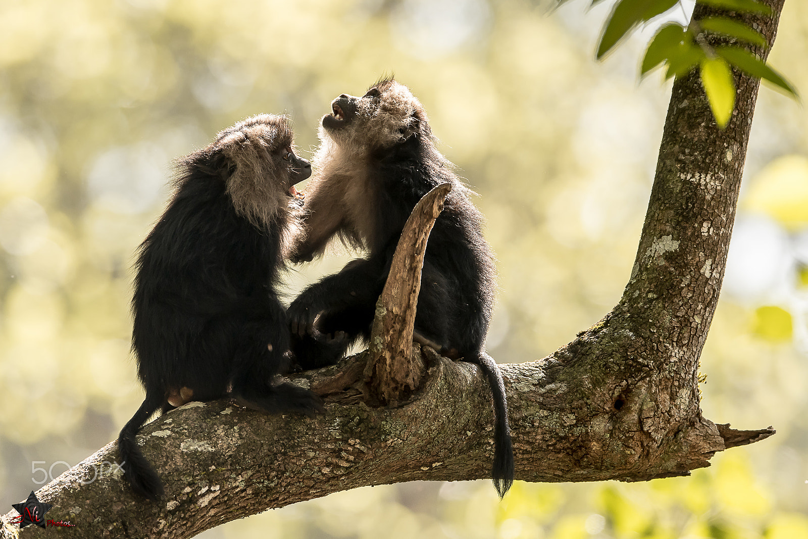 Nikon D5 sample photo. Lion-tailed macaque photography