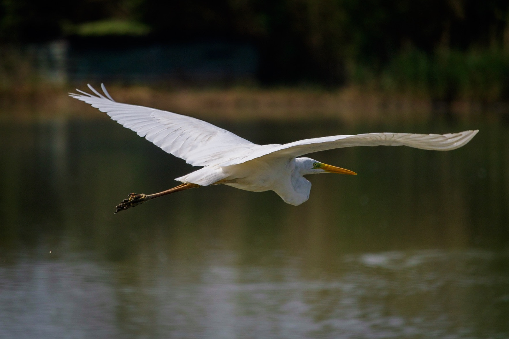 Canon EF-S 55-250mm F4-5.6 IS STM sample photo. Great white egret photography