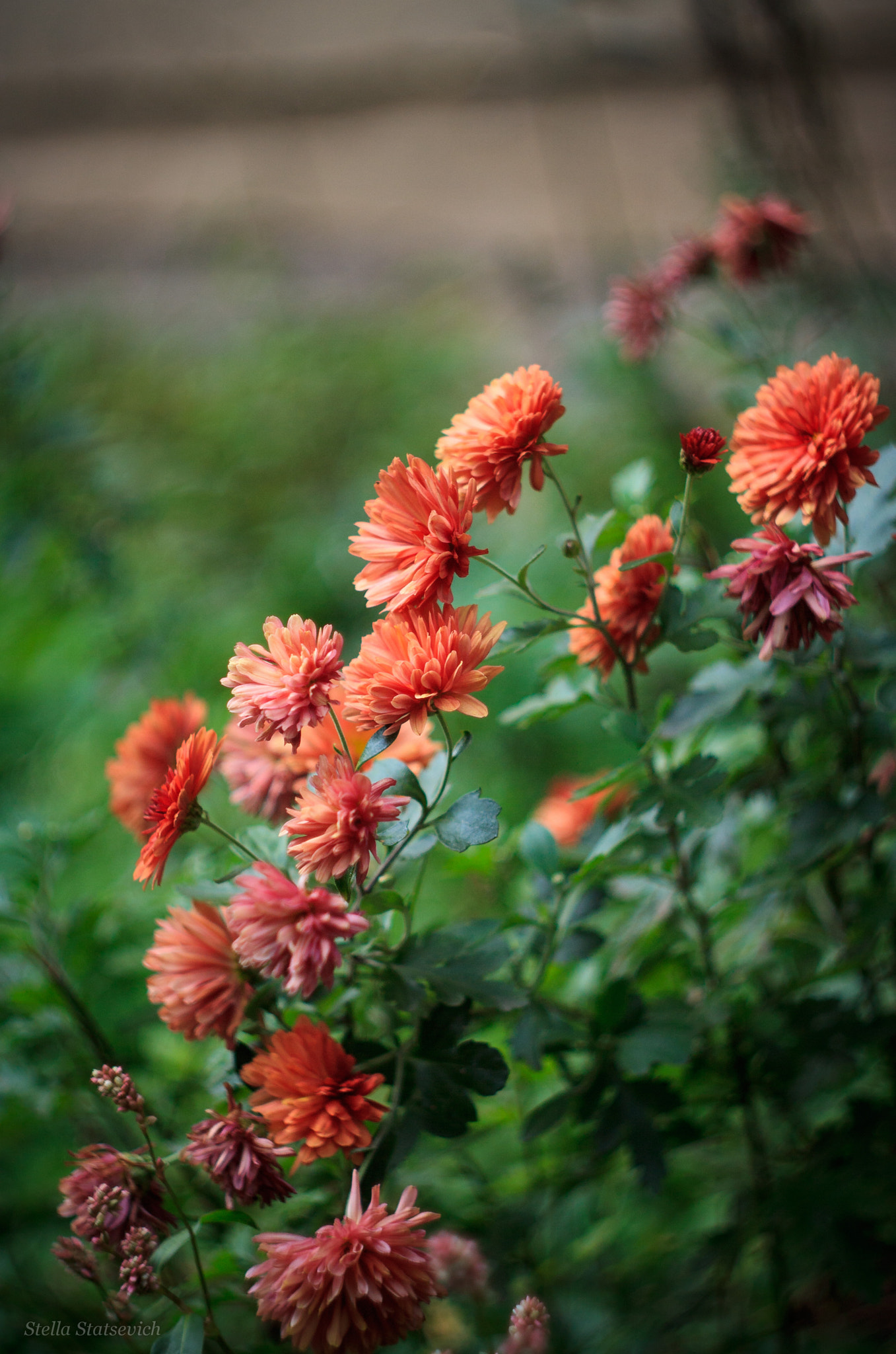 Canon EF 35-80mm f/4-5.6 sample photo