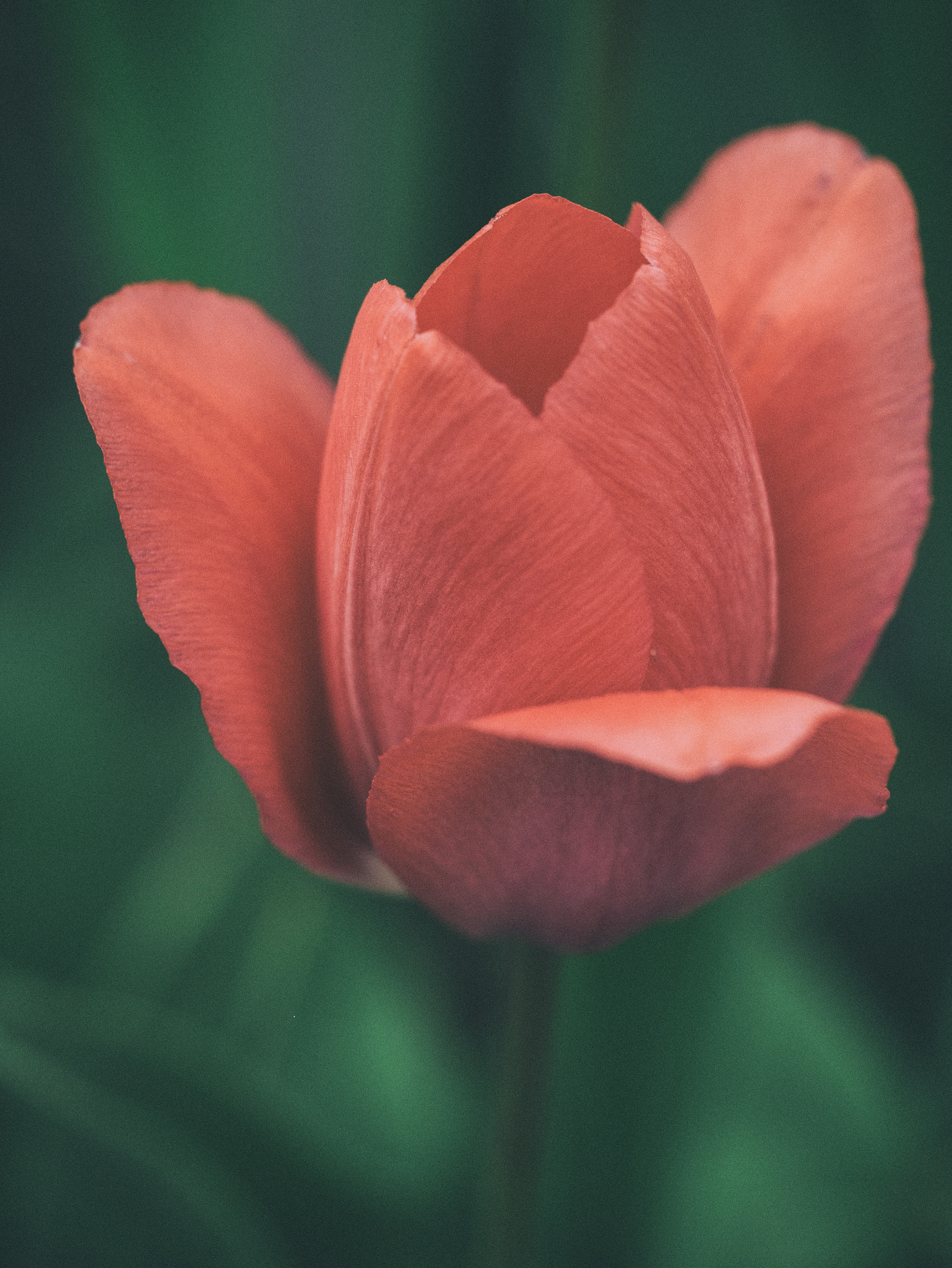 Olympus M.Zuiko Digital ED 60mm F2.8 Macro sample photo. Textured tulip photography
