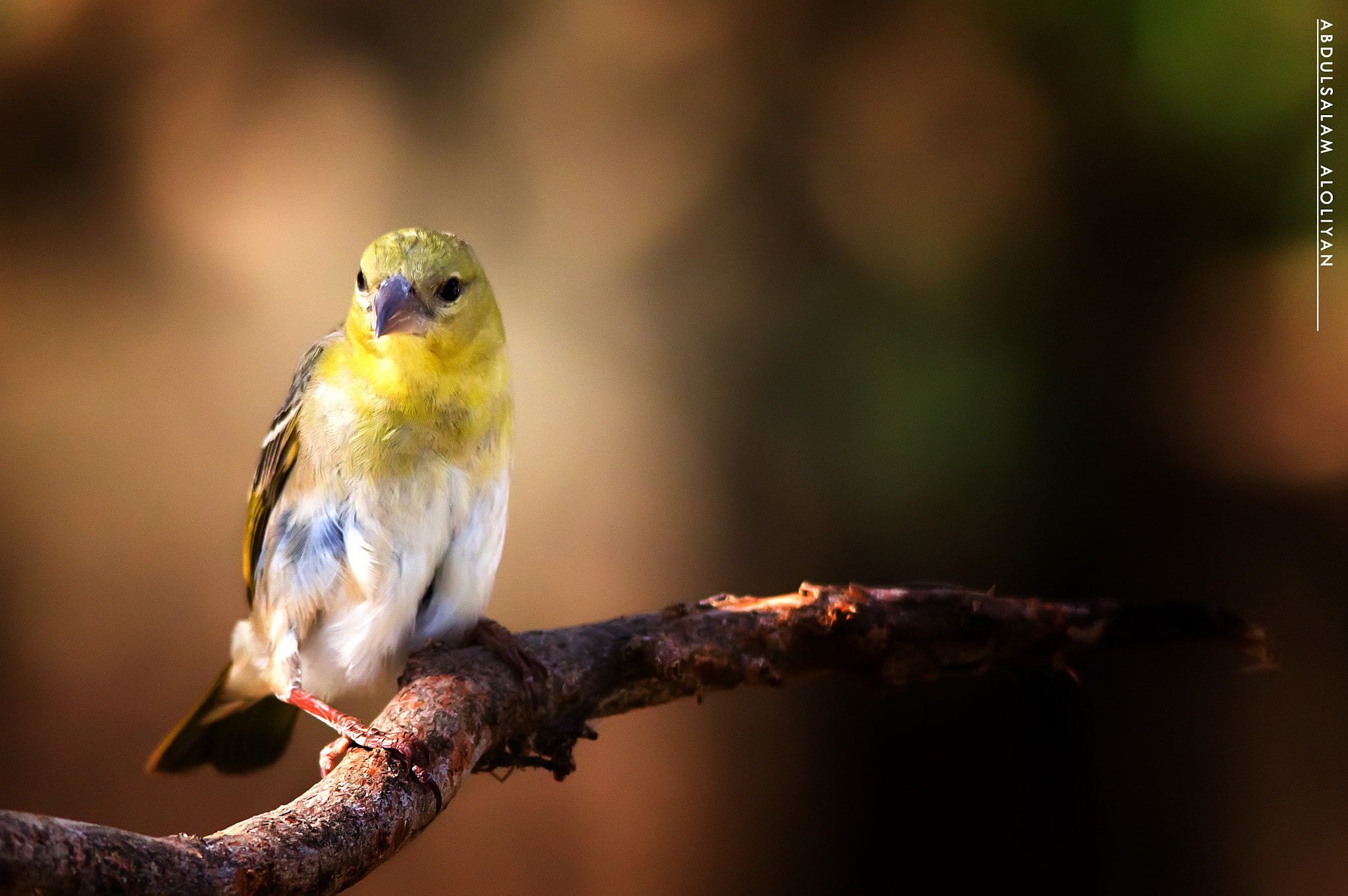 Sigma 150-500mm F5-6.3 DG OS HSM sample photo. Rueppell's weaver female photography
