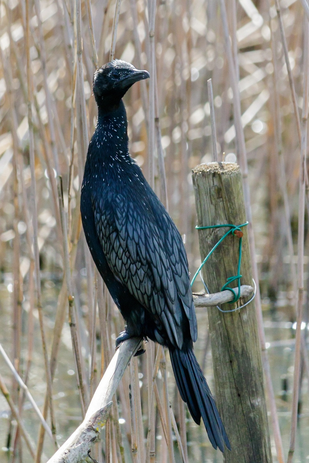 Canon EF-S 55-250mm F4-5.6 IS STM sample photo. Pygmy cormorant photography