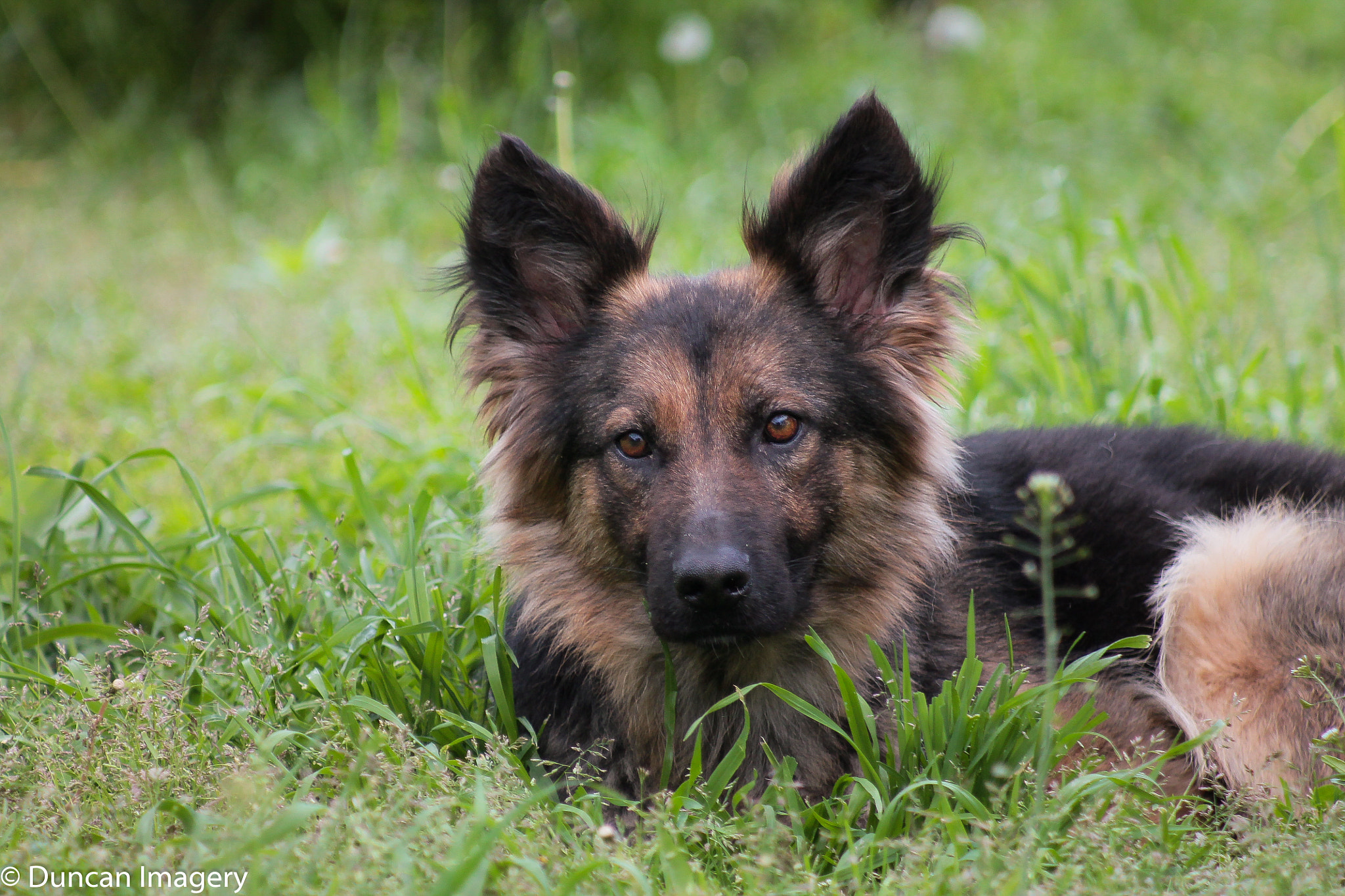 Canon EF 80-200mm F4.5-5.6 II sample photo. Somebody is in the grass :-) photography