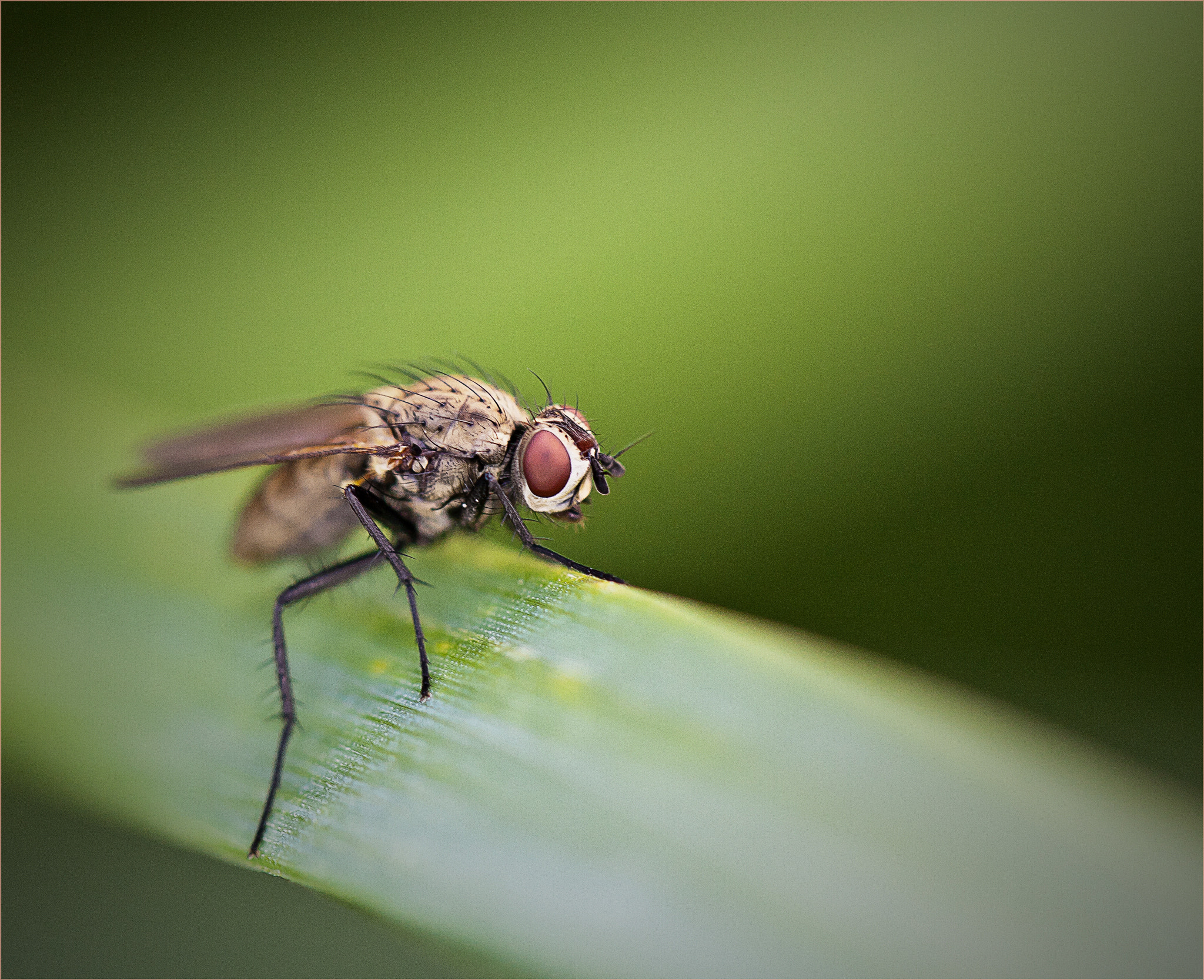 Canon EOS 40D + Canon EF 100mm F2.8L Macro IS USM sample photo. Fly photography