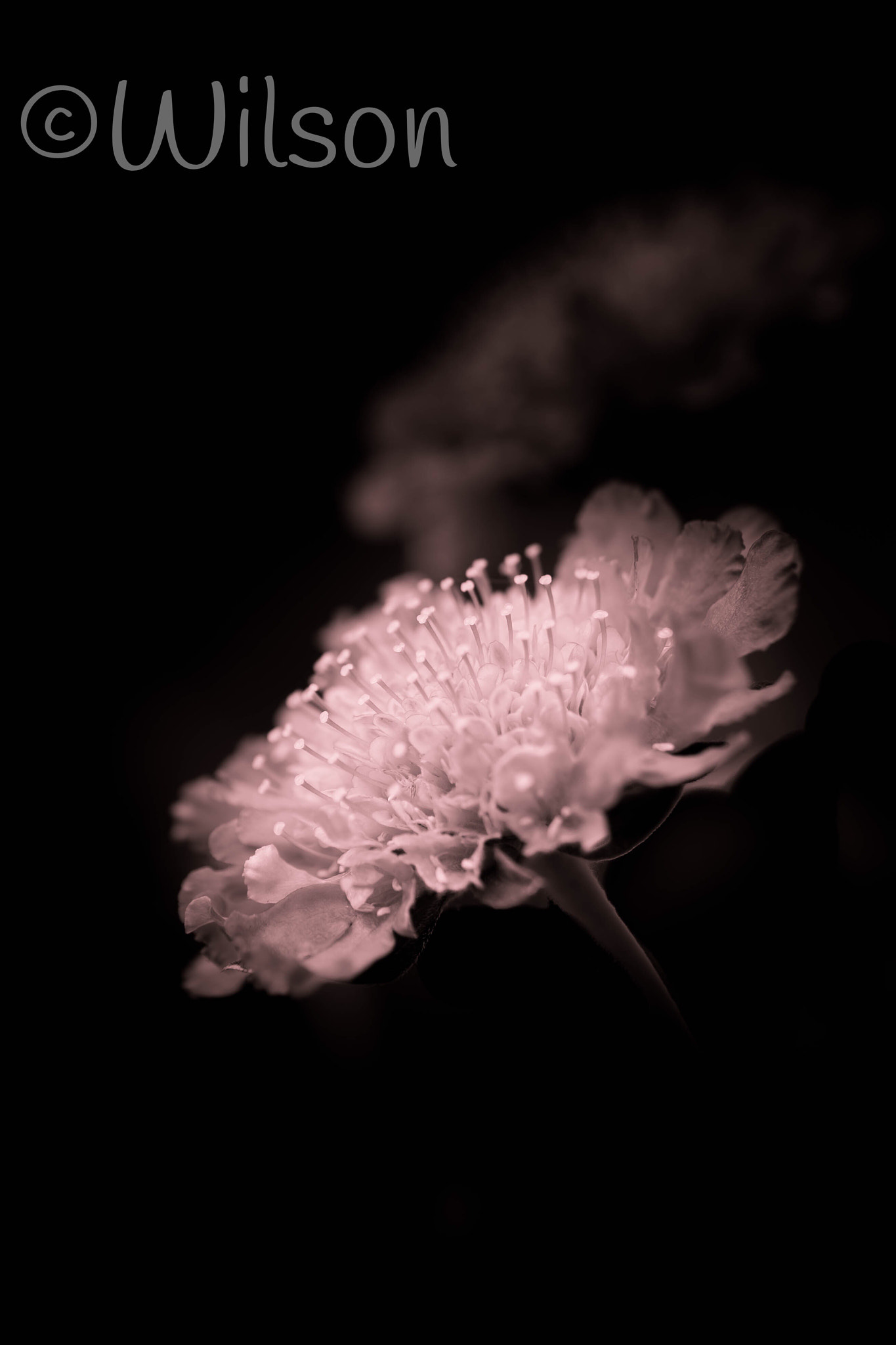 Nikon AF-S DX Micro Nikkor 40mm F2.8 sample photo. Misty pink photography