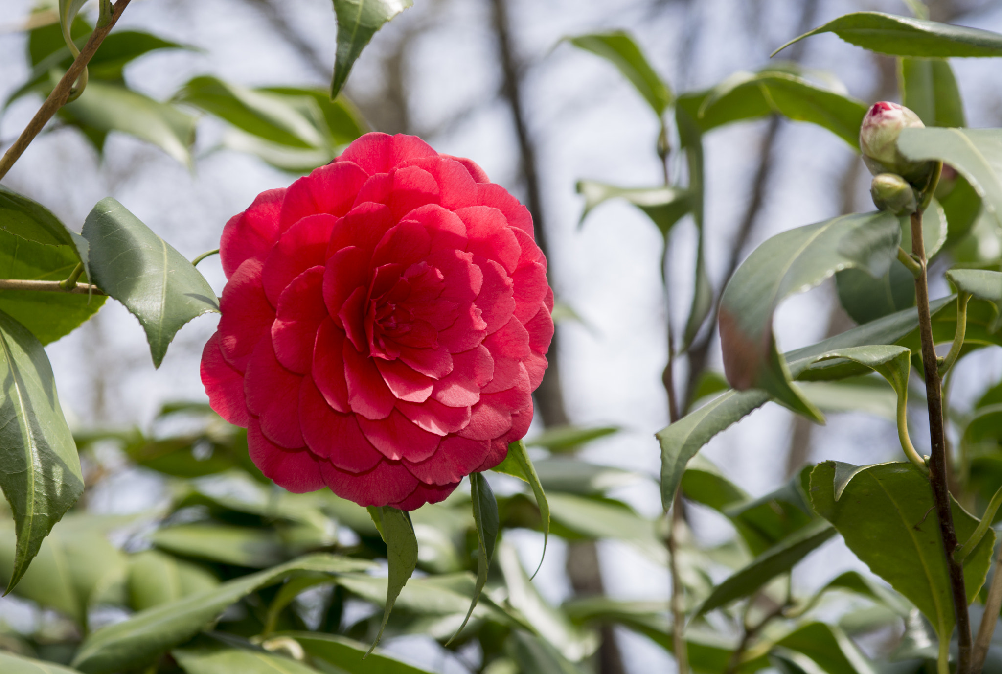 Nikon D7100 + Sigma 24-70mm F2.8 EX DG Macro sample photo. Camellia photography