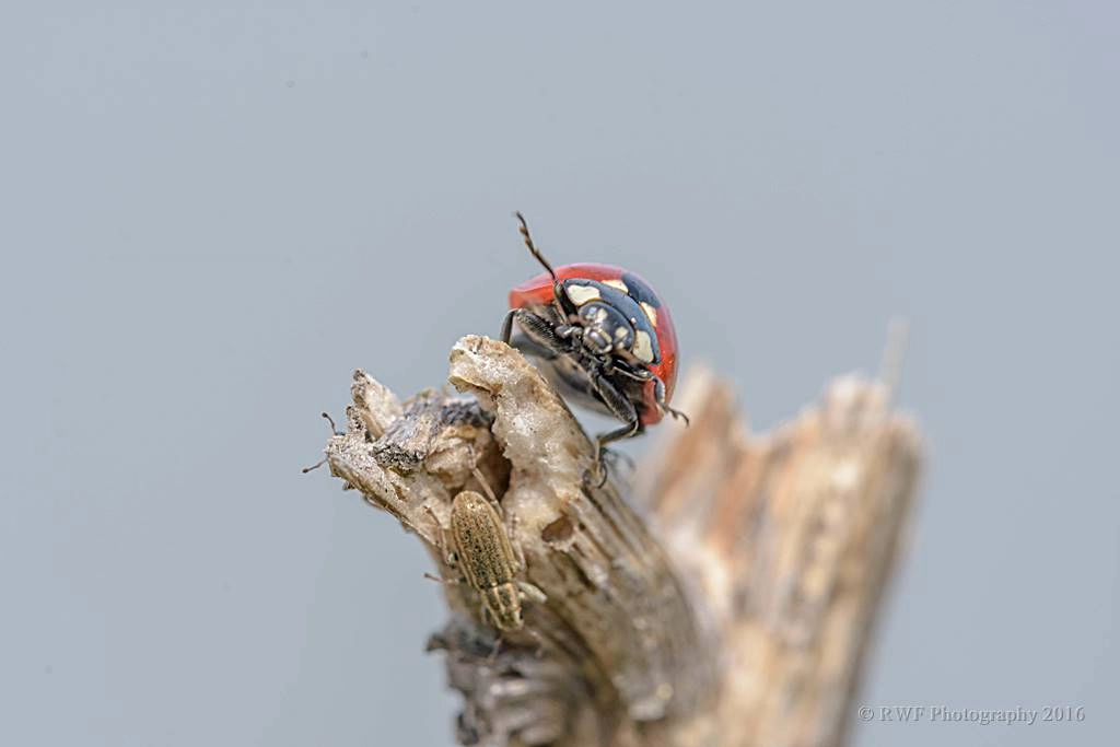 Sigma 150mm F2.8 EX DG Macro HSM sample photo. Ladybird and co photography