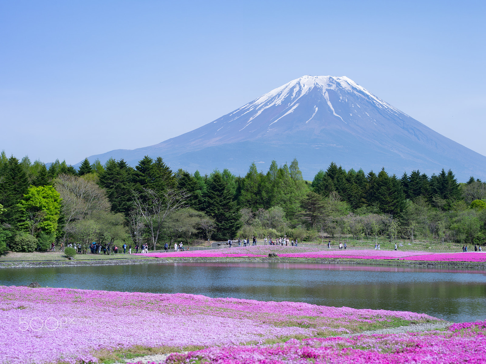 Pentax 645D + smc PENTAX-FA 645 75mm F2.8 sample photo. Mt.fuji & flowers photography