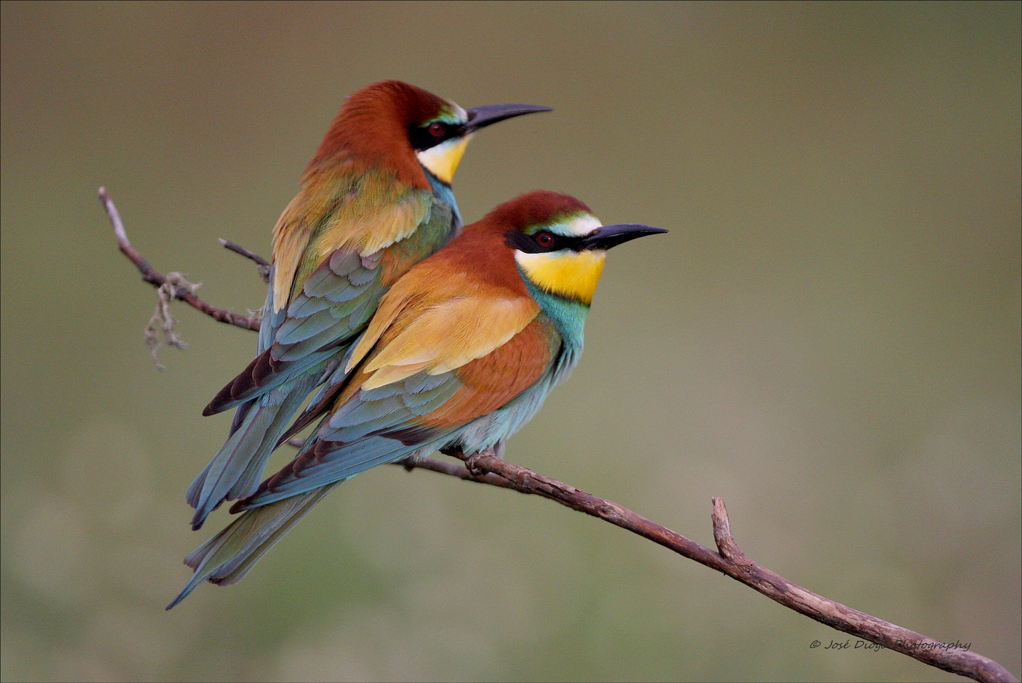 Canon EF 500mm F4L IS USM sample photo. (merops apiaster) photography
