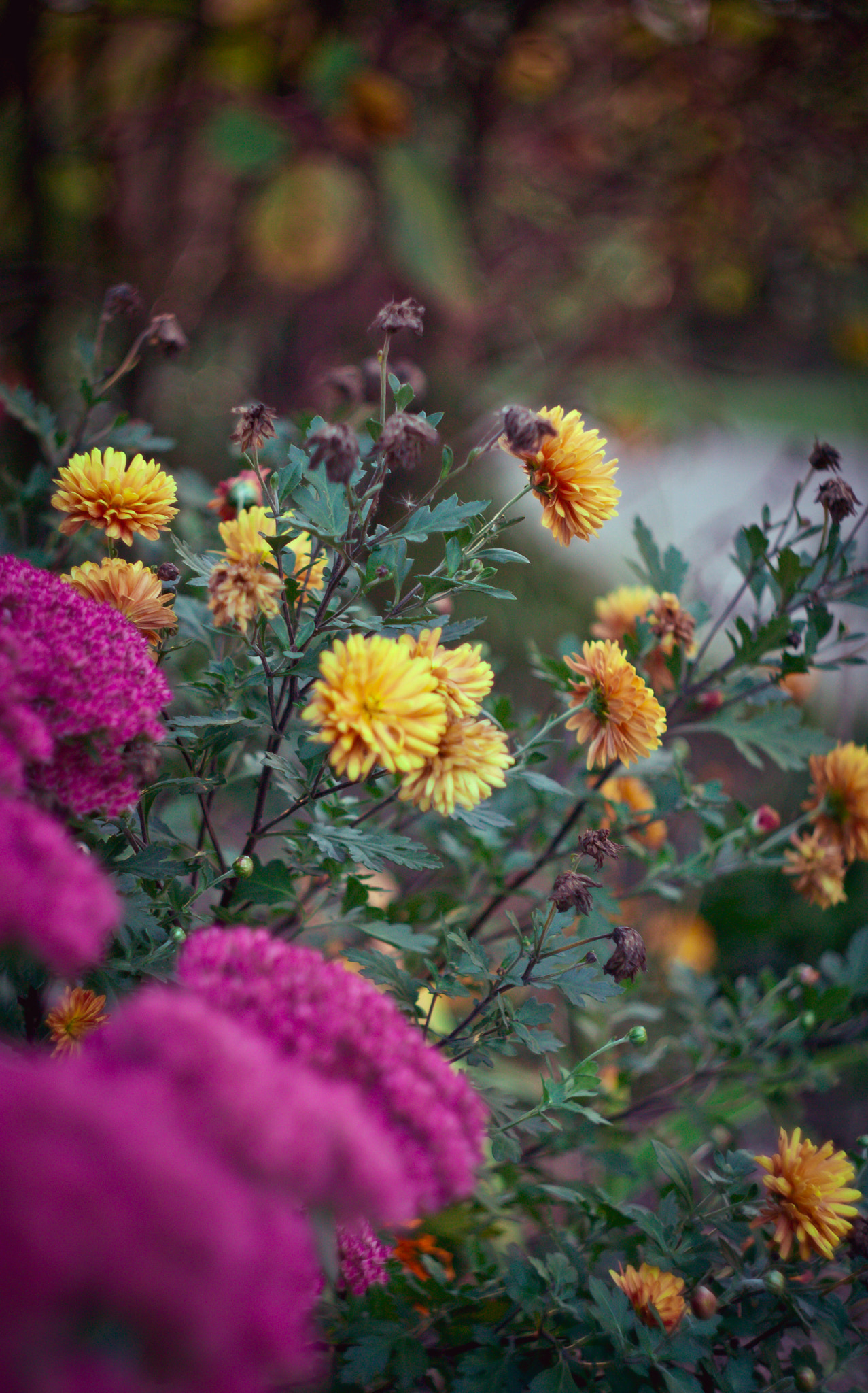 Canon EF 35-80mm f/4-5.6 sample photo