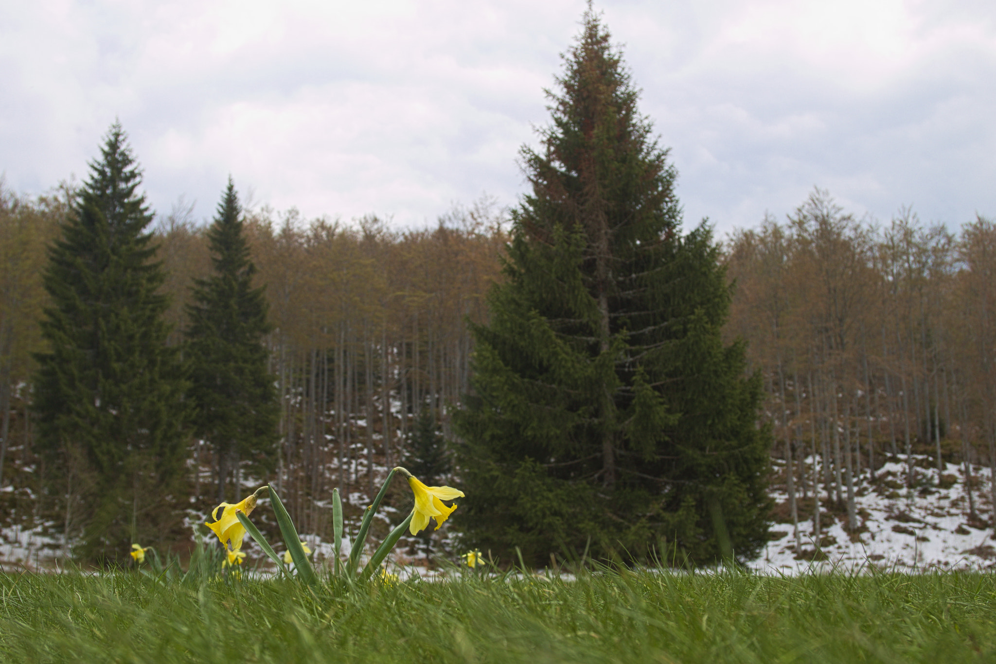 Canon EF 24-85mm F3.5-4.5 USM sample photo. Daffodils and snow in the vercors (french alps) photography