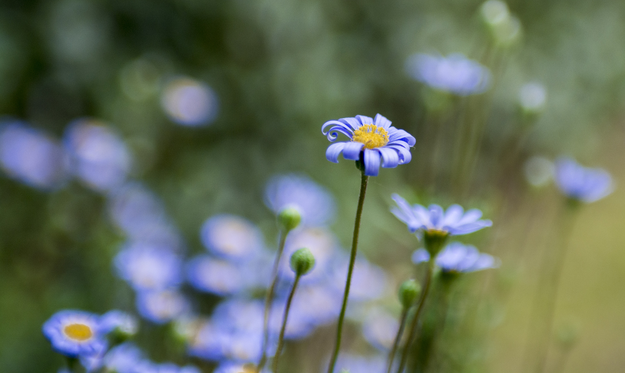 Nikon D7100 + Sigma 24-70mm F2.8 EX DG Macro sample photo. Spring :-) photography