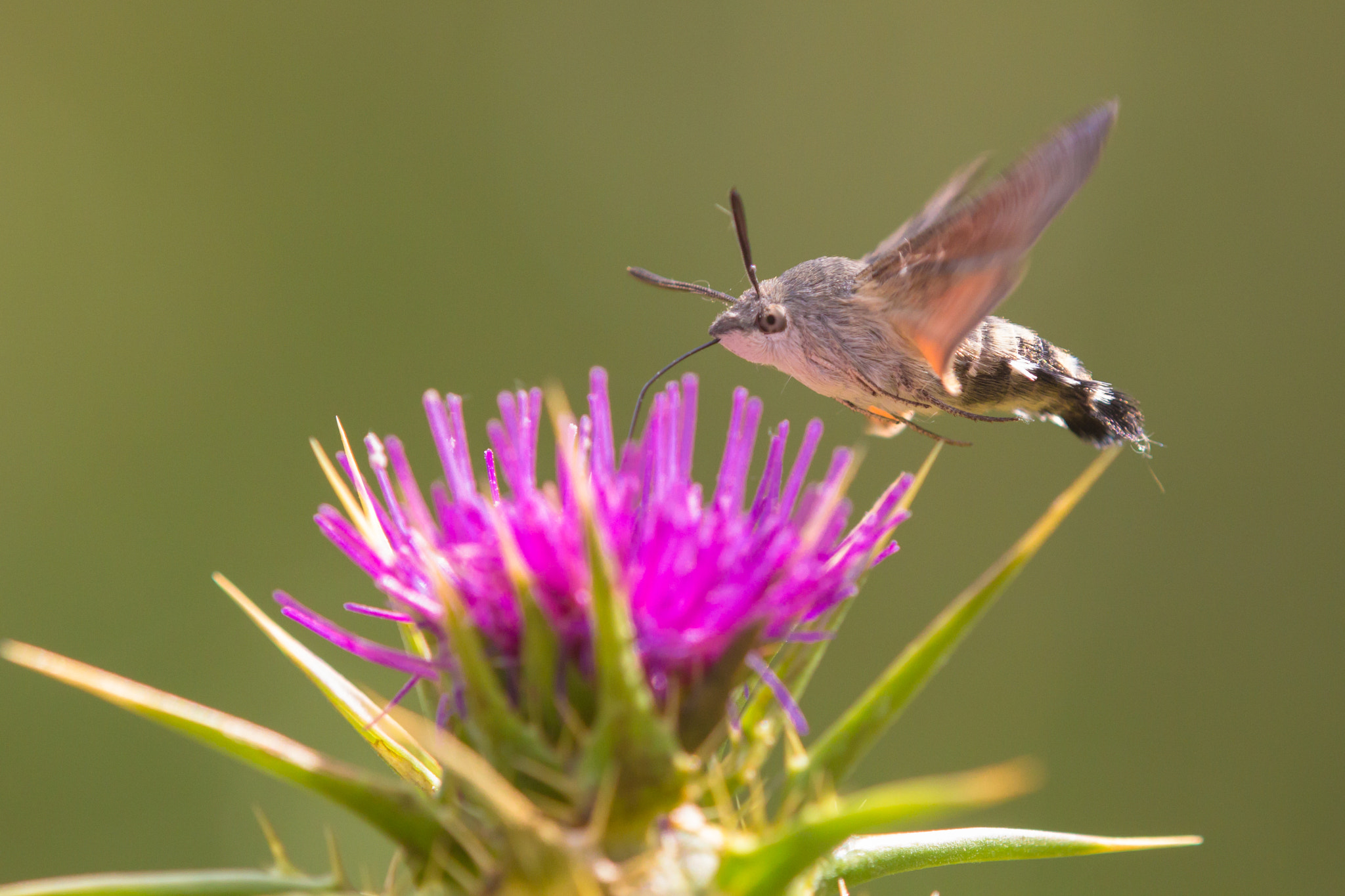 Tamron SP AF 180mm F3.5 Di LD (IF) Macro sample photo. Hummingbird  hawk-moth photography