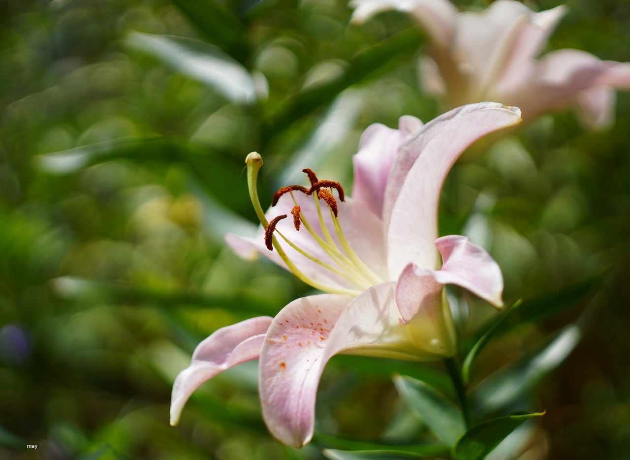 Sony SLT-A65 (SLT-A65V) + Minolta AF 50mm F1.7 sample photo. лилия photography