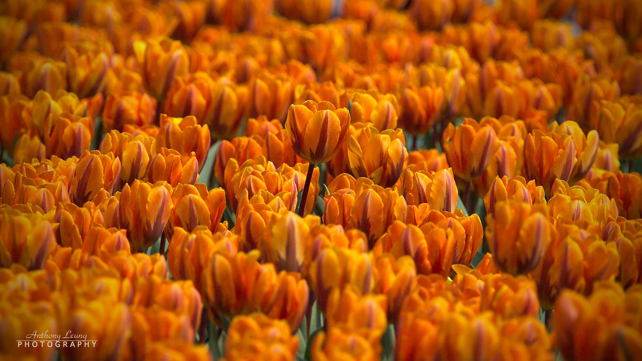 Kodak DCS Pro SLR/c sample photo. Tulip photography