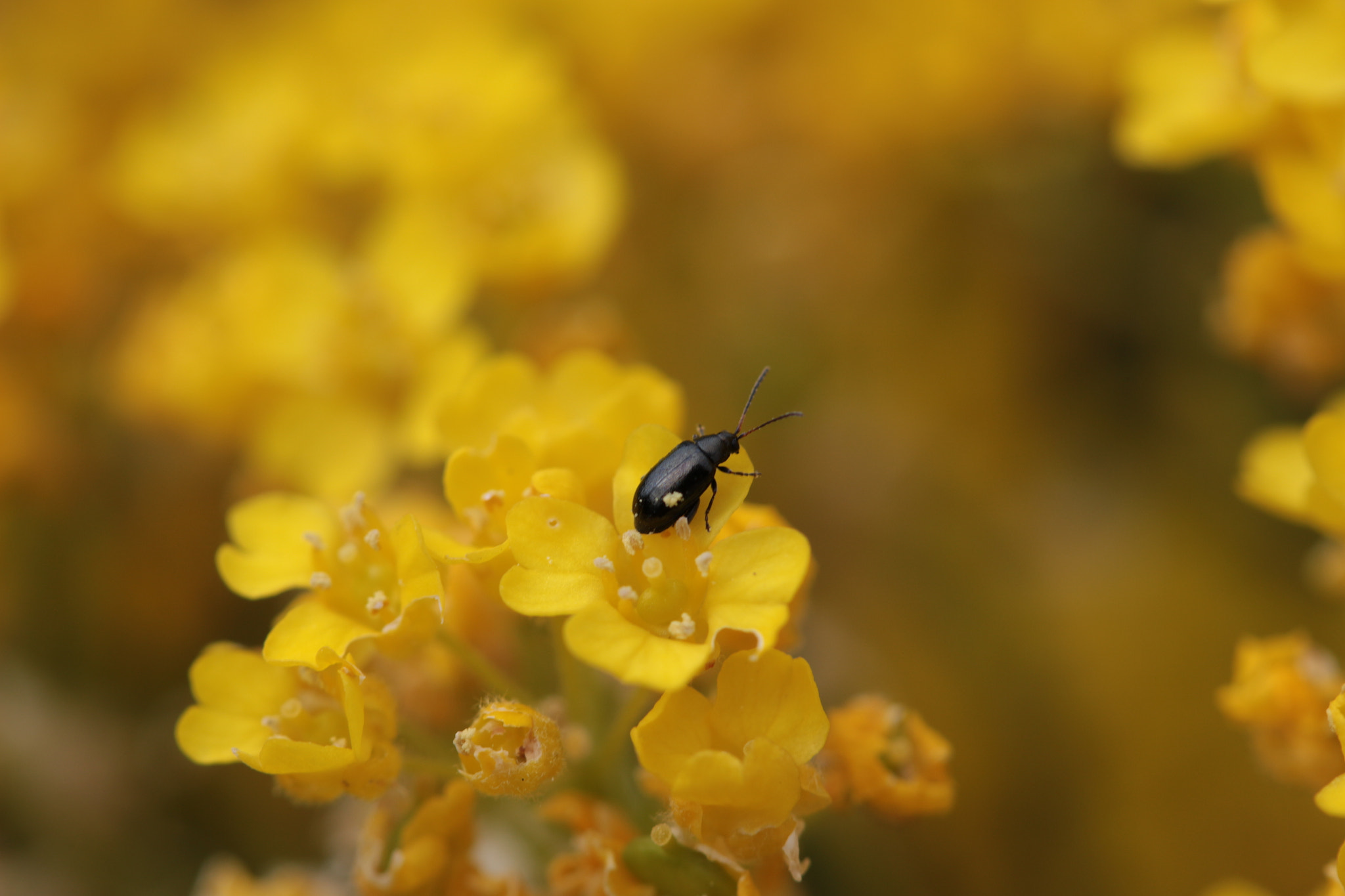 Canon EF-S 60mm F2.8 Macro USM sample photo. Yellow photography
