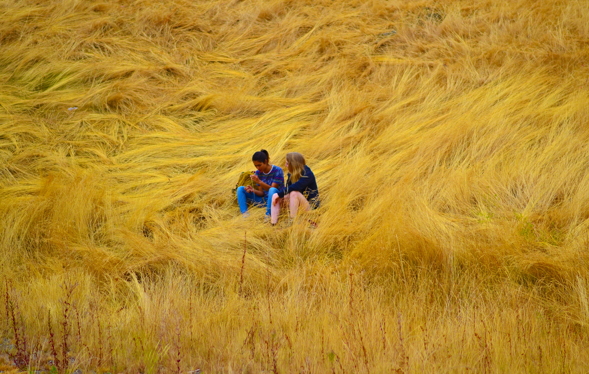Nikon D3100 + Nikon AF-S Nikkor 85mm F1.8G sample photo. Picnic on the beast photography