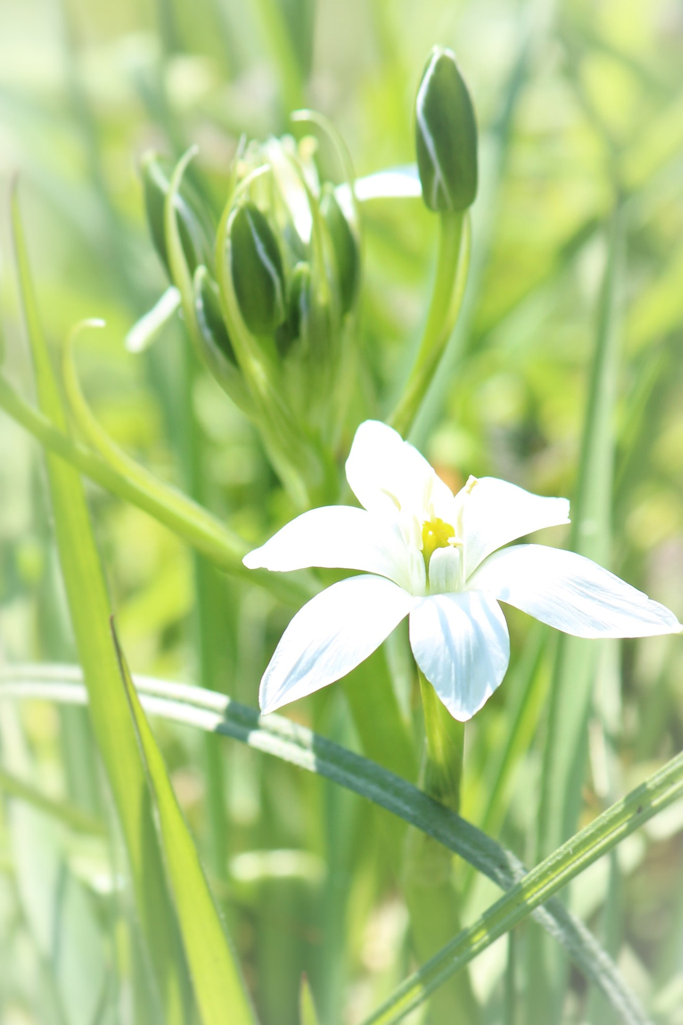 Canon EF-S 55-250mm F4-5.6 IS II sample photo