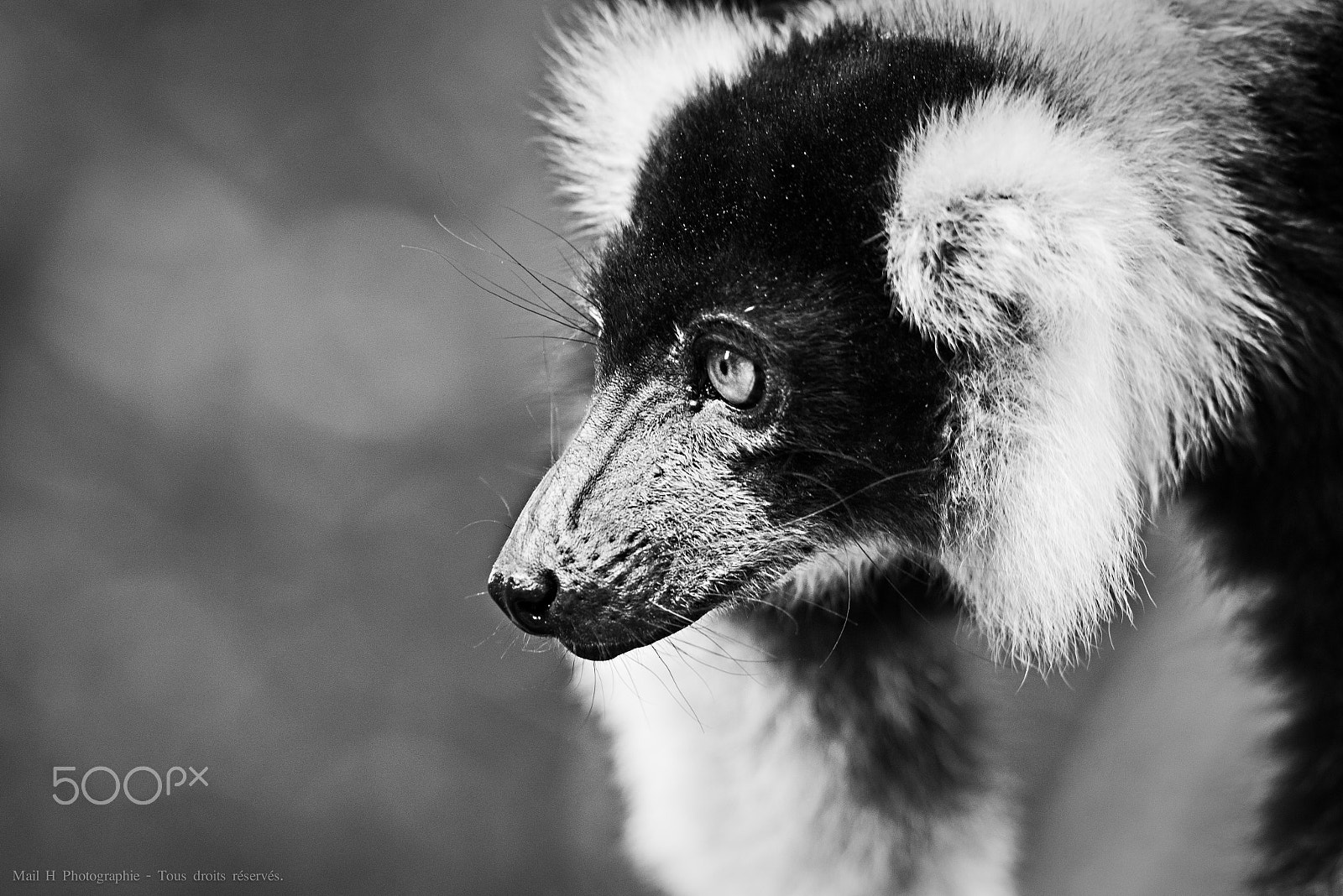 Nikon AF-S Nikkor 300mm F2.8G ED-IF VR sample photo. Vari lemur photography