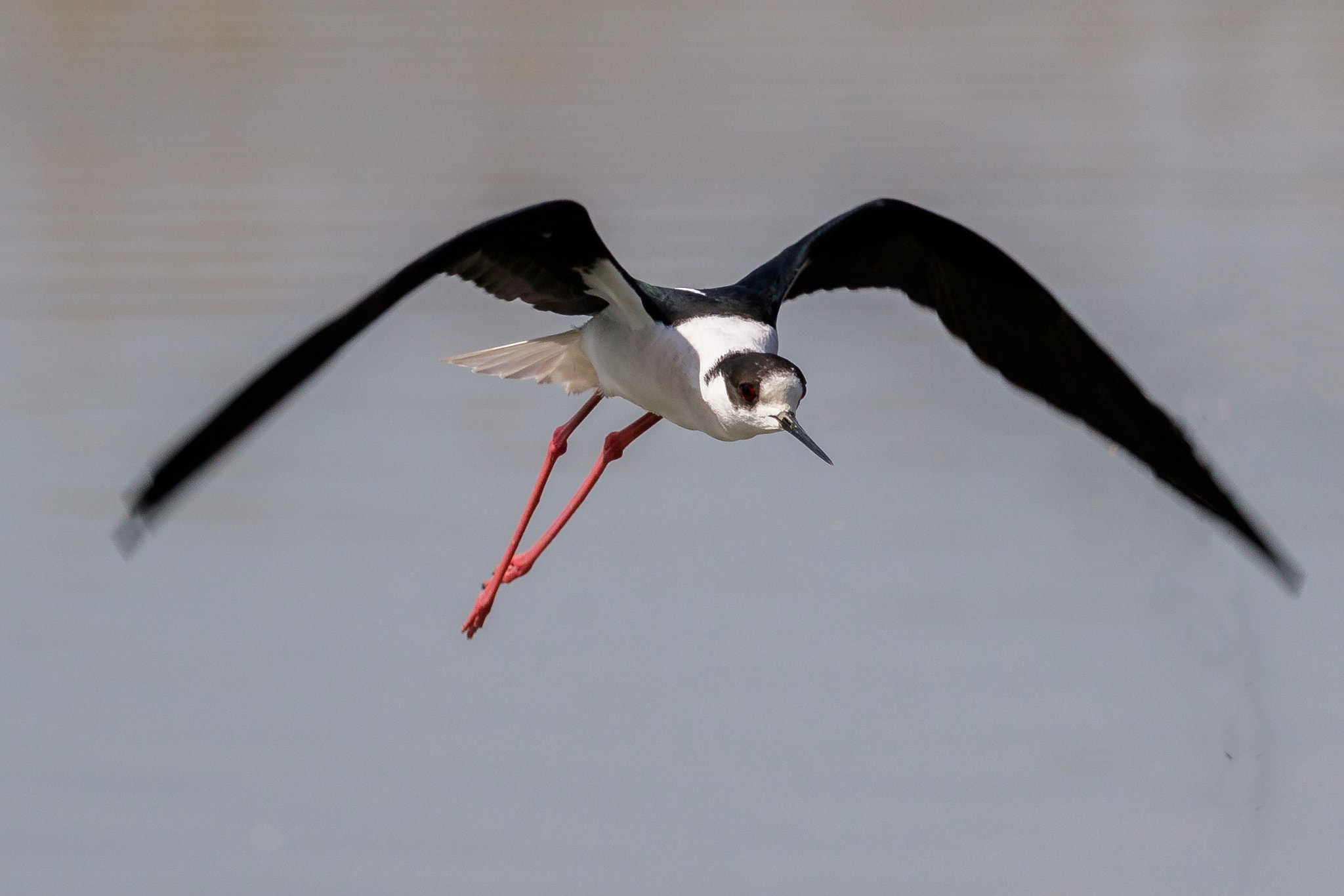 Canon EF-S 55-250mm F4-5.6 IS STM sample photo. Black-winged stilt photography