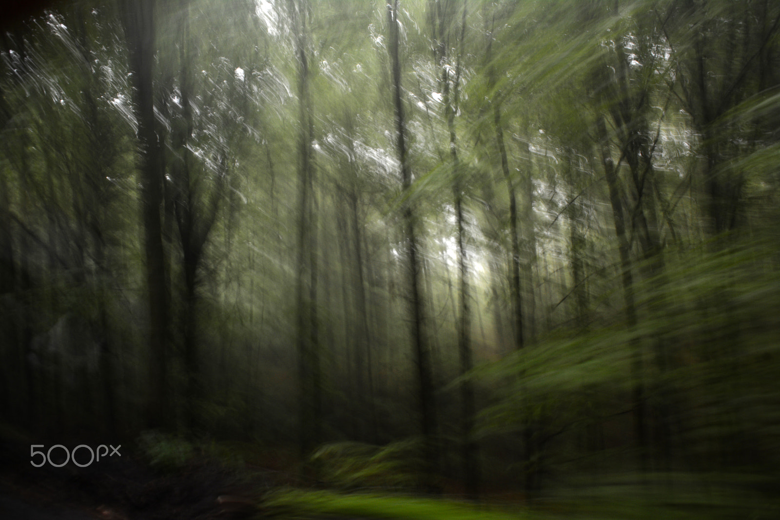 Nikon D7100 + PC Micro-Nikkor 85mm f/2.8D sample photo. The forest on the move photography