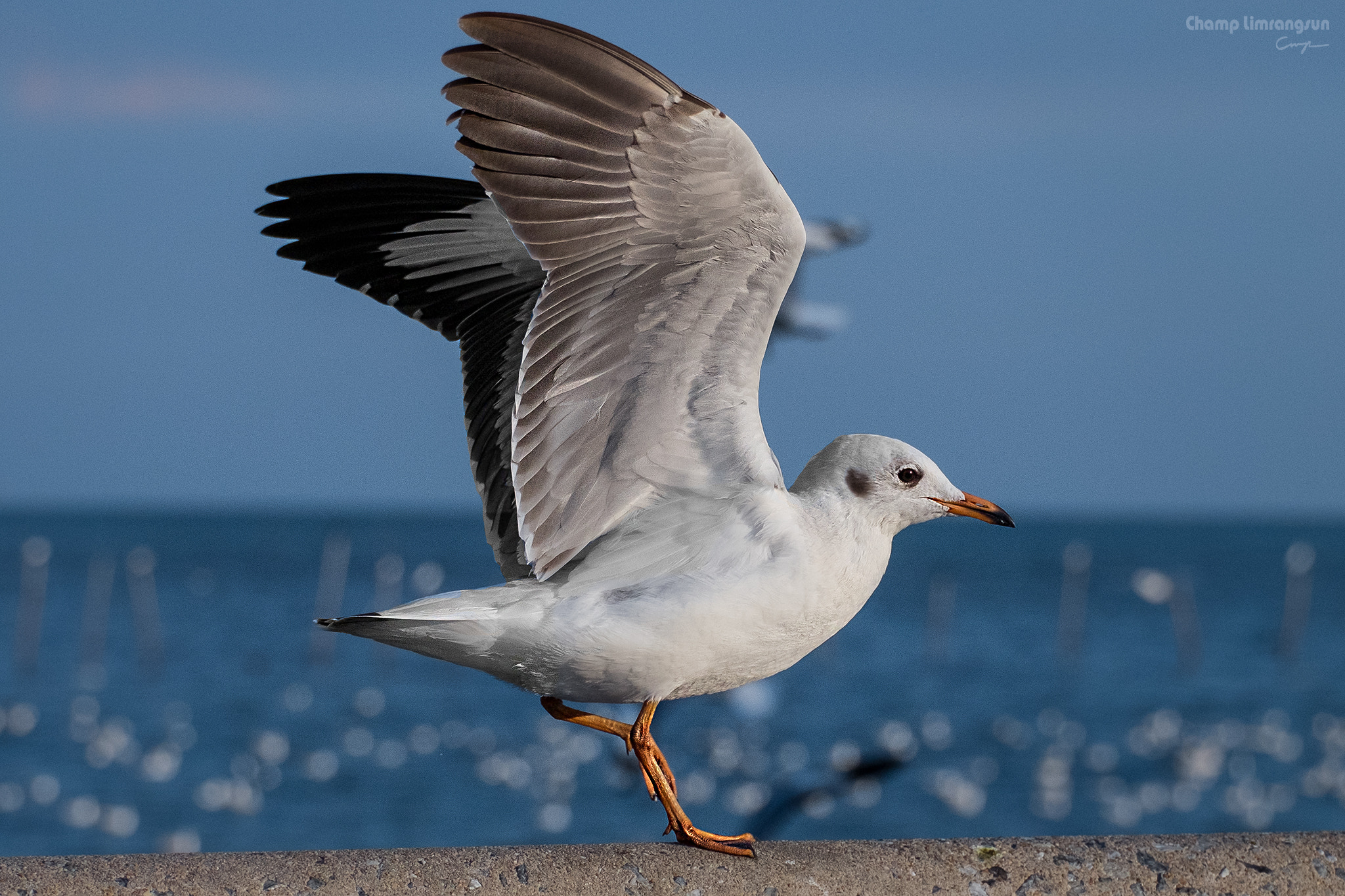 Fujifilm X-M1 + Fujifilm XC 50-230mm F4.5-6.7 OIS II sample photo. Ready to fly photography