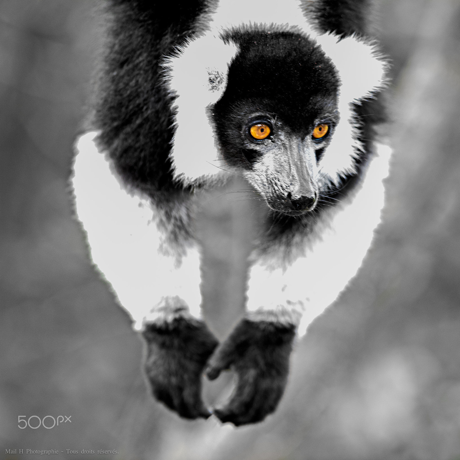 Nikon AF-S Nikkor 300mm F2.8G ED-IF VR sample photo. Vari lemur photography