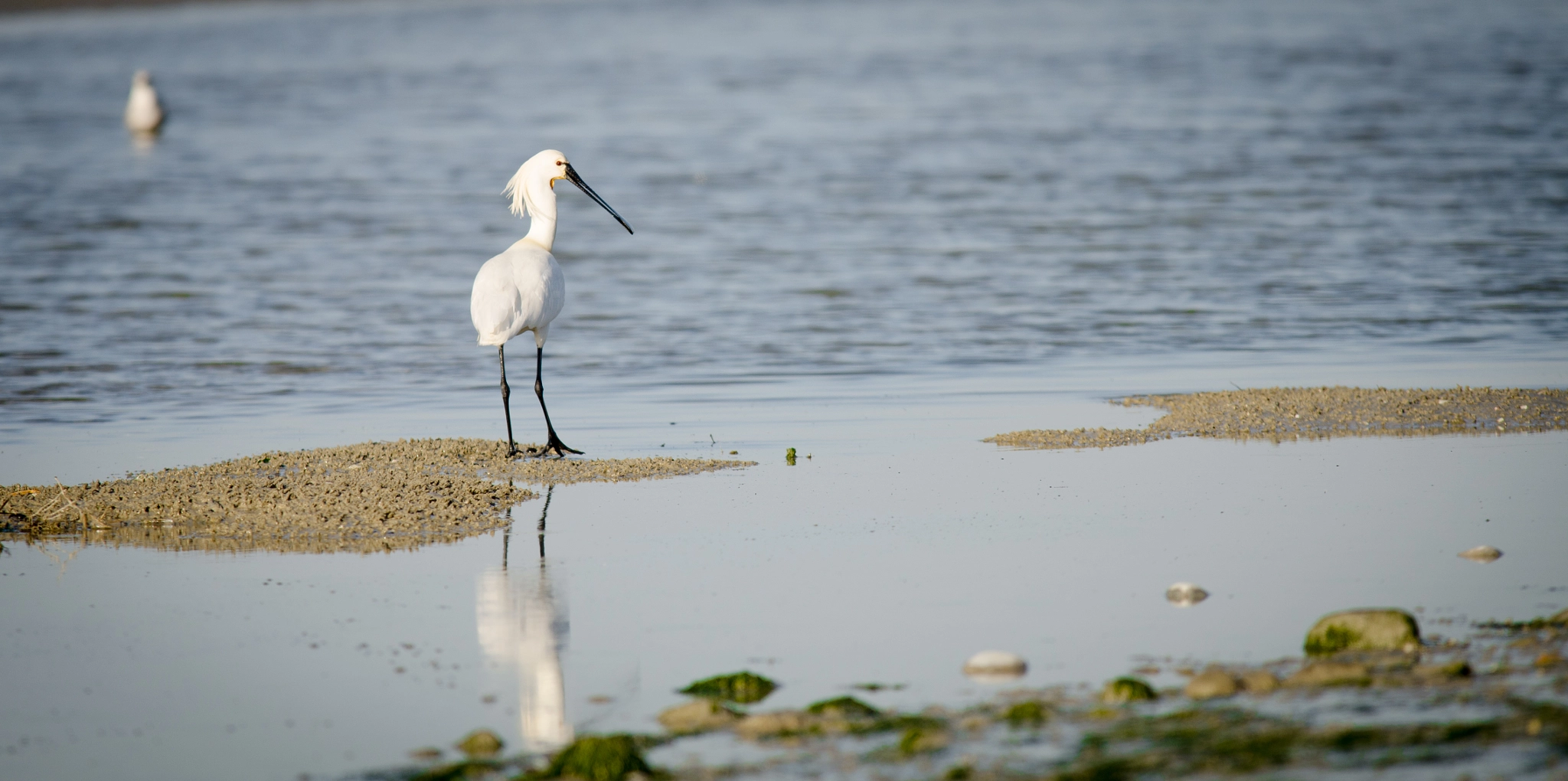 Nikon D7000 + Sigma APO 100-300mm F4 EX IF HSM sample photo. Spatule blanche photography