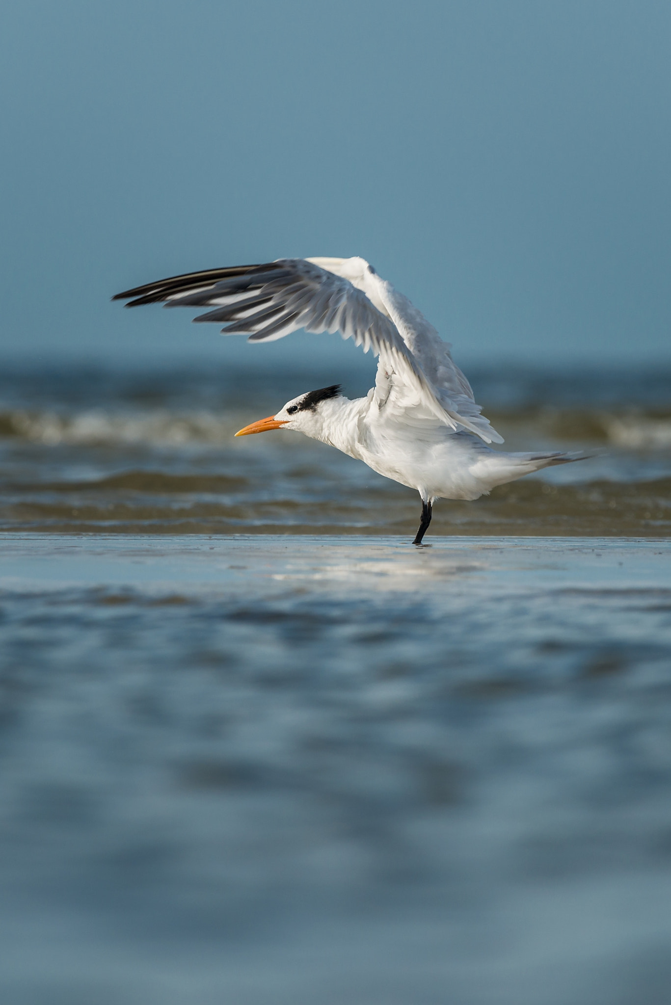 Nikon Nikkor AF-S 300mm F4E PF ED VR sample photo. Ready to fly photography