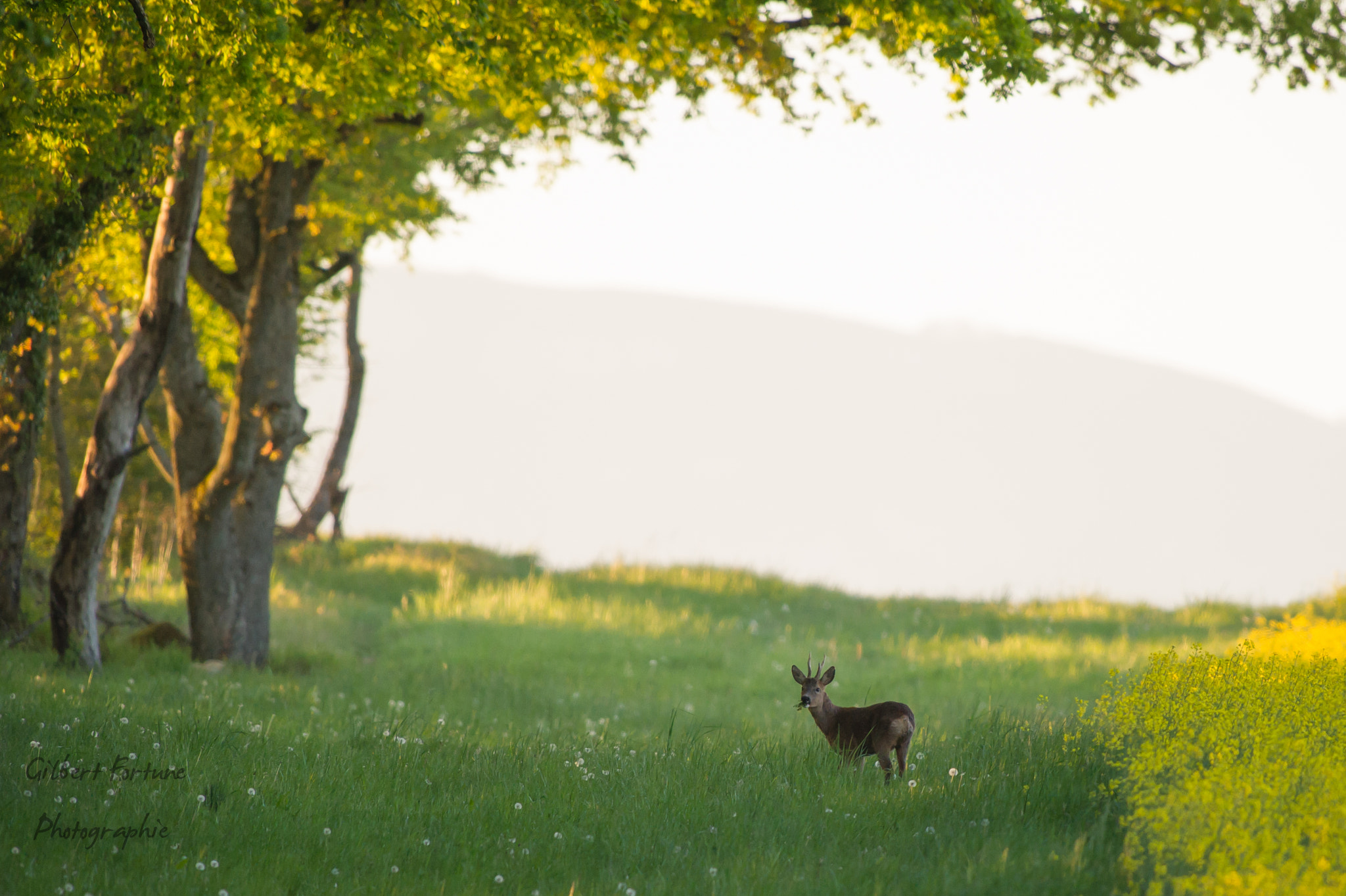 Nikon AF-S Nikkor 300mm F2.8G ED VR II sample photo. Ambiance matinale photography