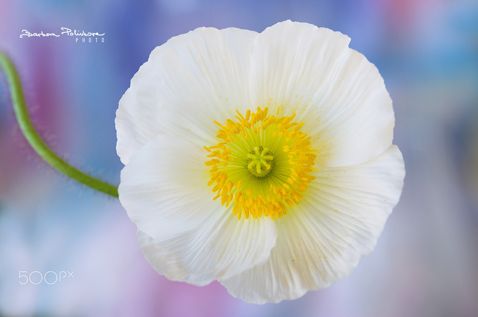 Nikon AF-S Micro-Nikkor 60mm F2.8G ED sample photo. Puppy in white photography