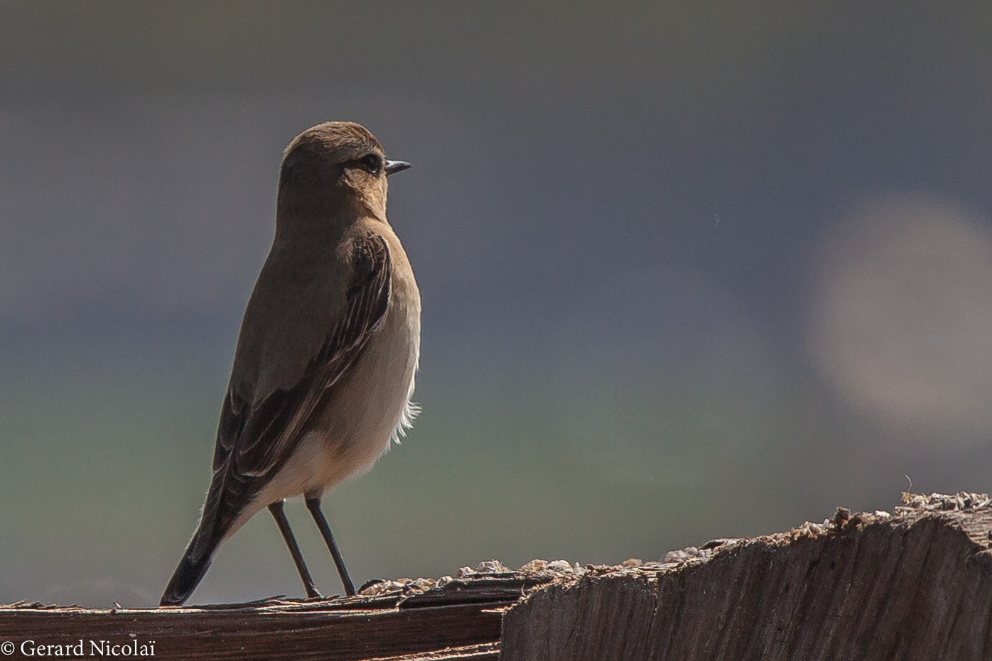 Canon EF 300mm F2.8L IS USM sample photo. Northem wheatear female photography