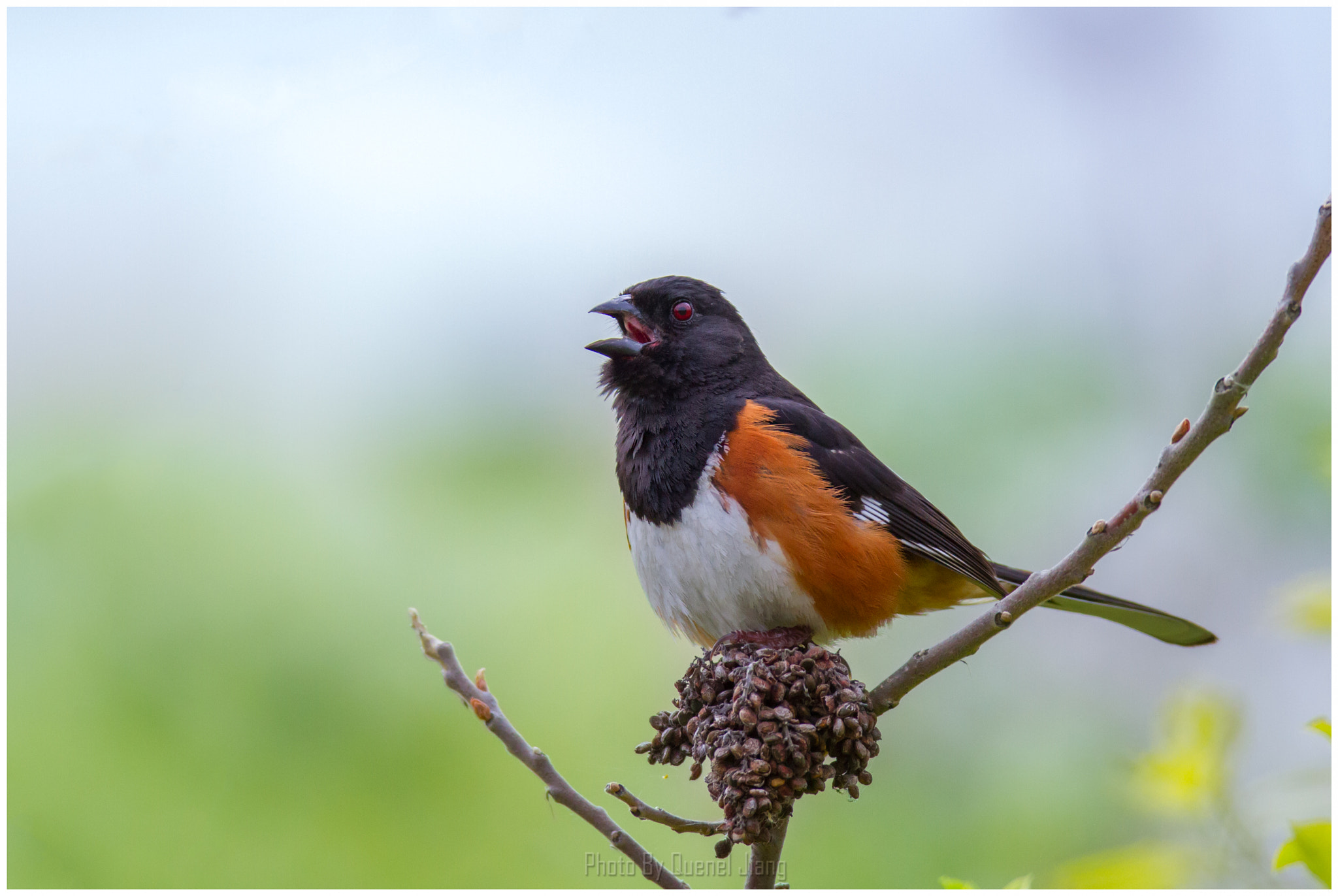Canon EOS 7D + Canon EF 600mm f/4L IS sample photo. Eastern towhee photography