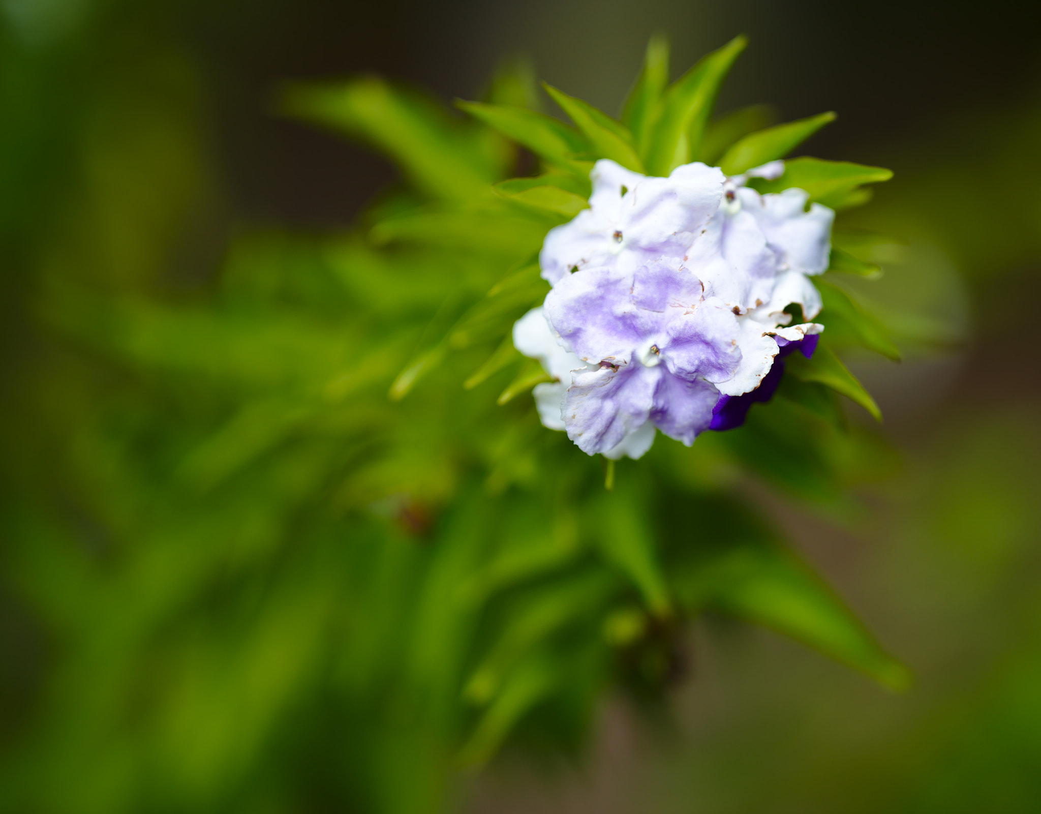 ZEISS Otus 85mm F1.4 sample photo. A white and purple flower photography