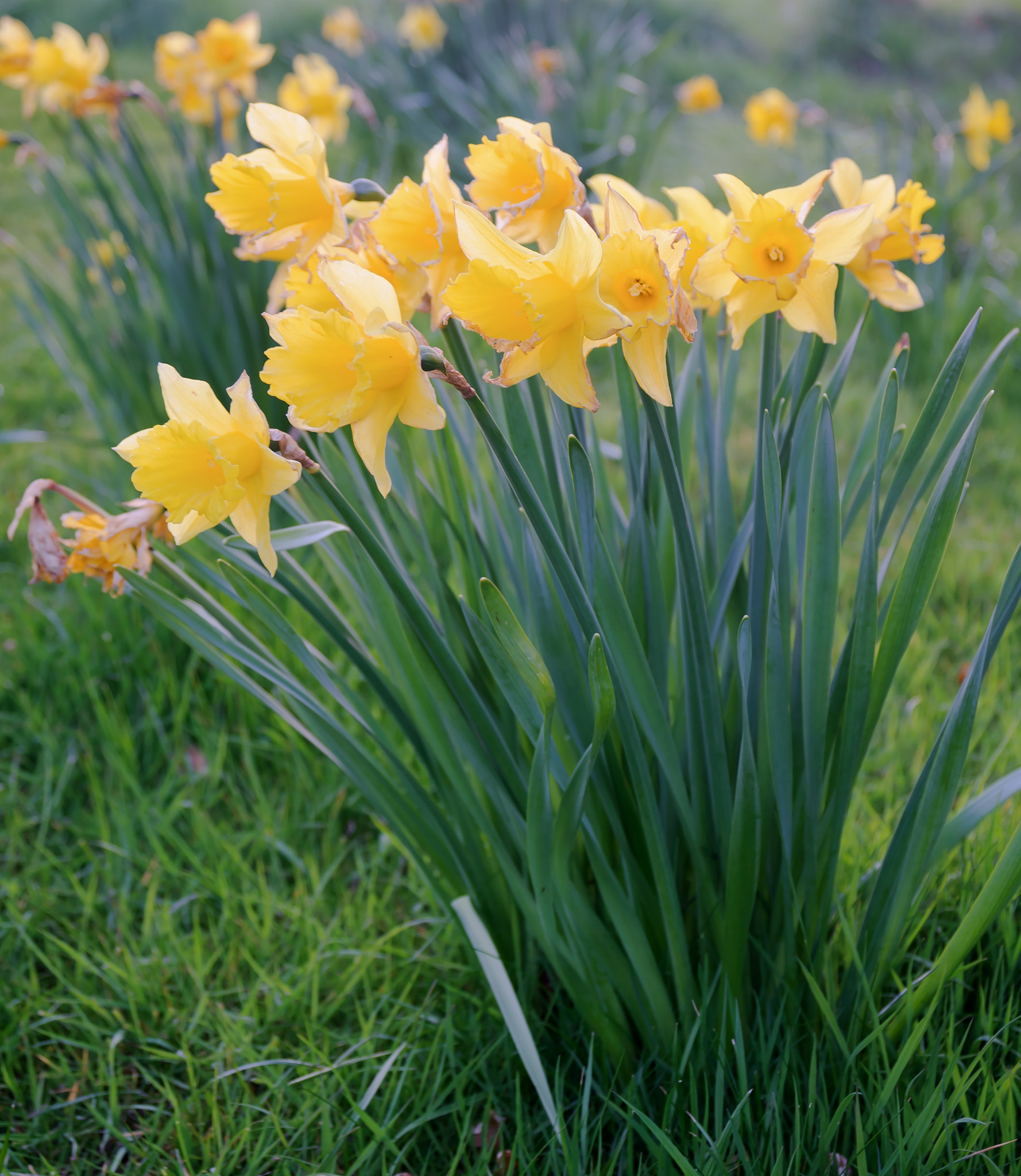 Nikon D3 + AF Zoom-Nikkor 28-80mm f/3.3-5.6G sample photo. Spring daffodils photography