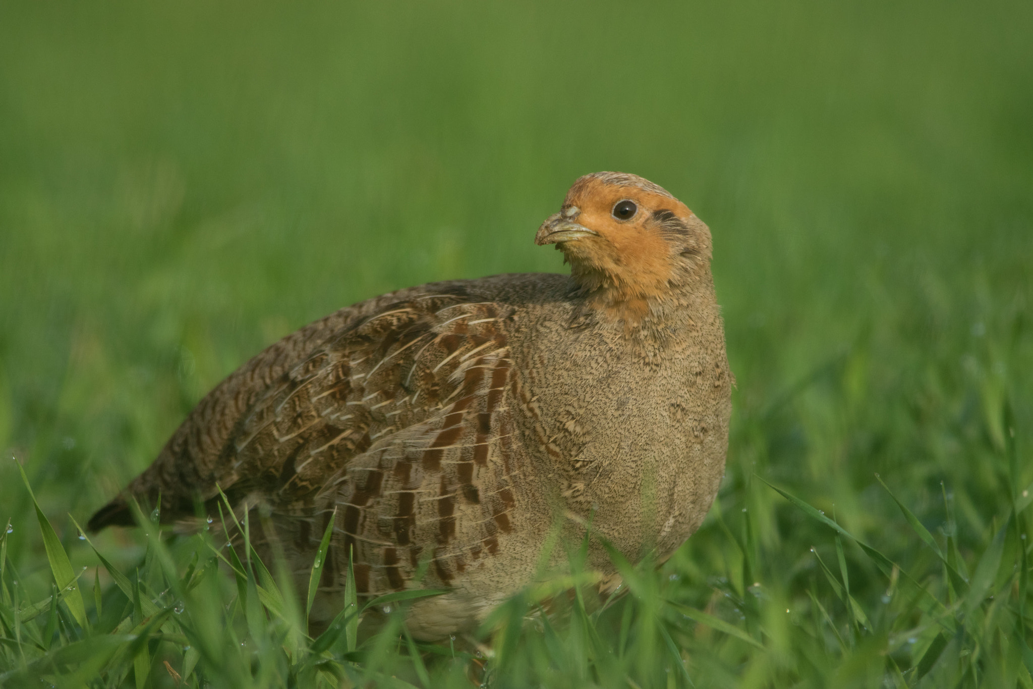 Nikon D5300 + Nikon AF-S Nikkor 300mm F4D ED-IF sample photo. Grey partridge photography