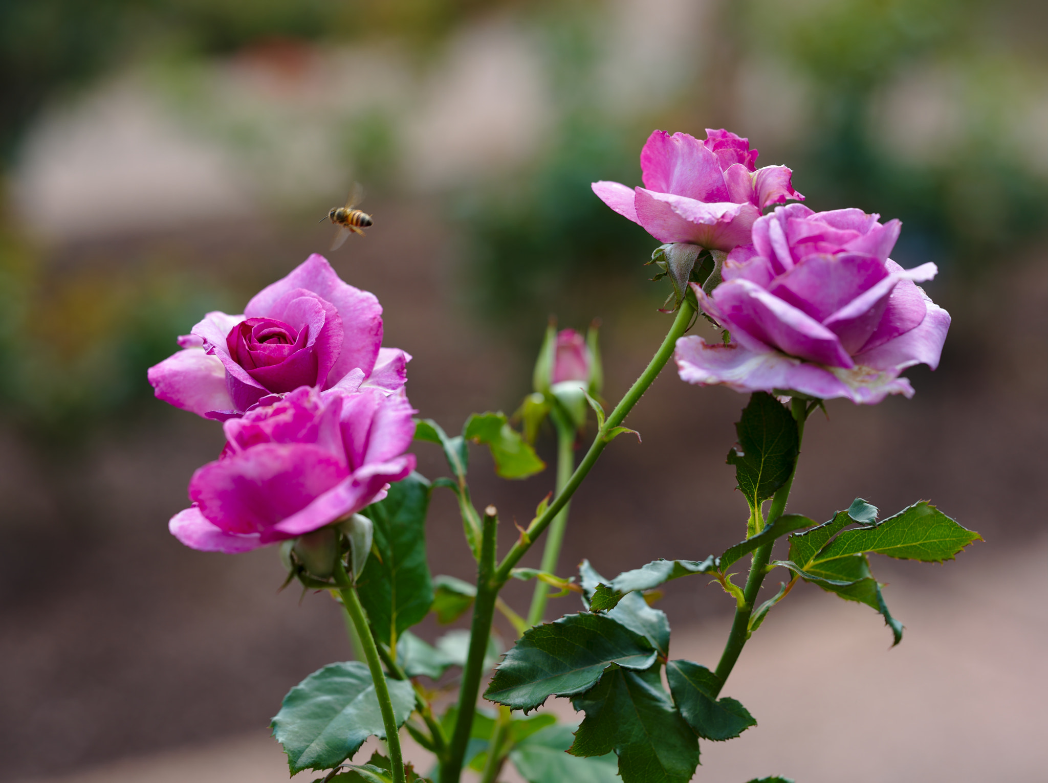 ZEISS Otus 85mm F1.4 sample photo. A quartet of pink roses photography