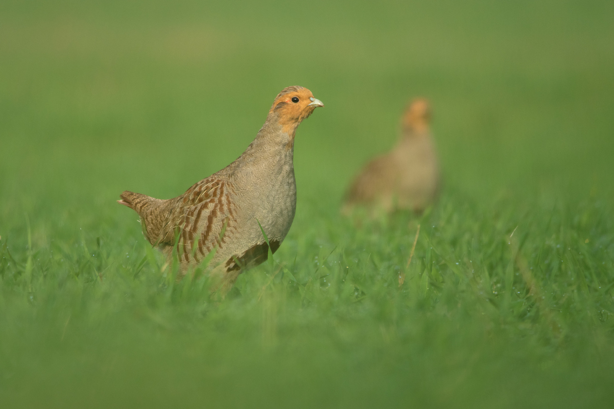 Nikon D5300 + Nikon AF-S Nikkor 300mm F4D ED-IF sample photo. Grey partridge pair photography