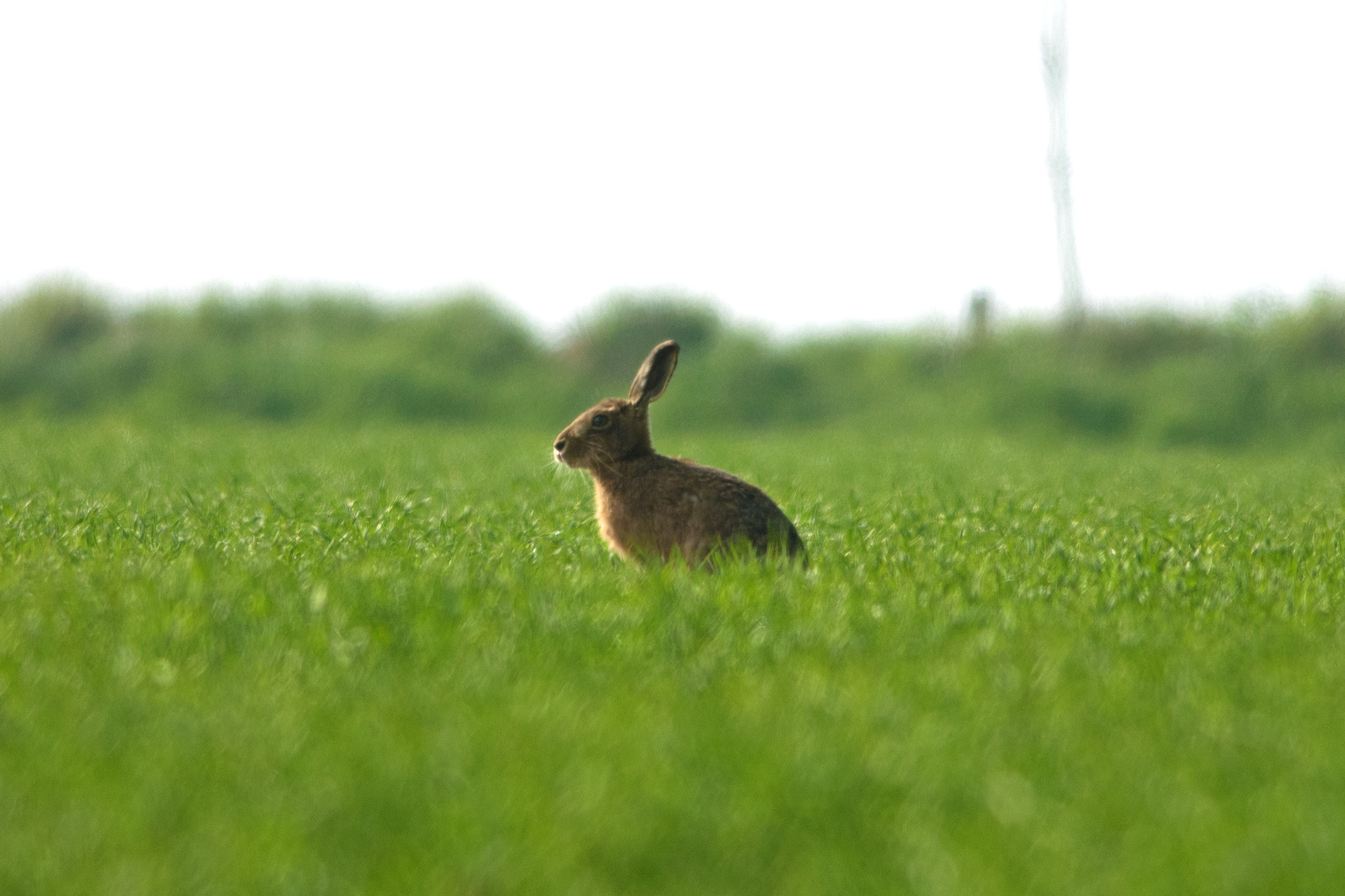 Nikon D5300 + Nikon AF-S Nikkor 300mm F4D ED-IF sample photo. Lone hare photography