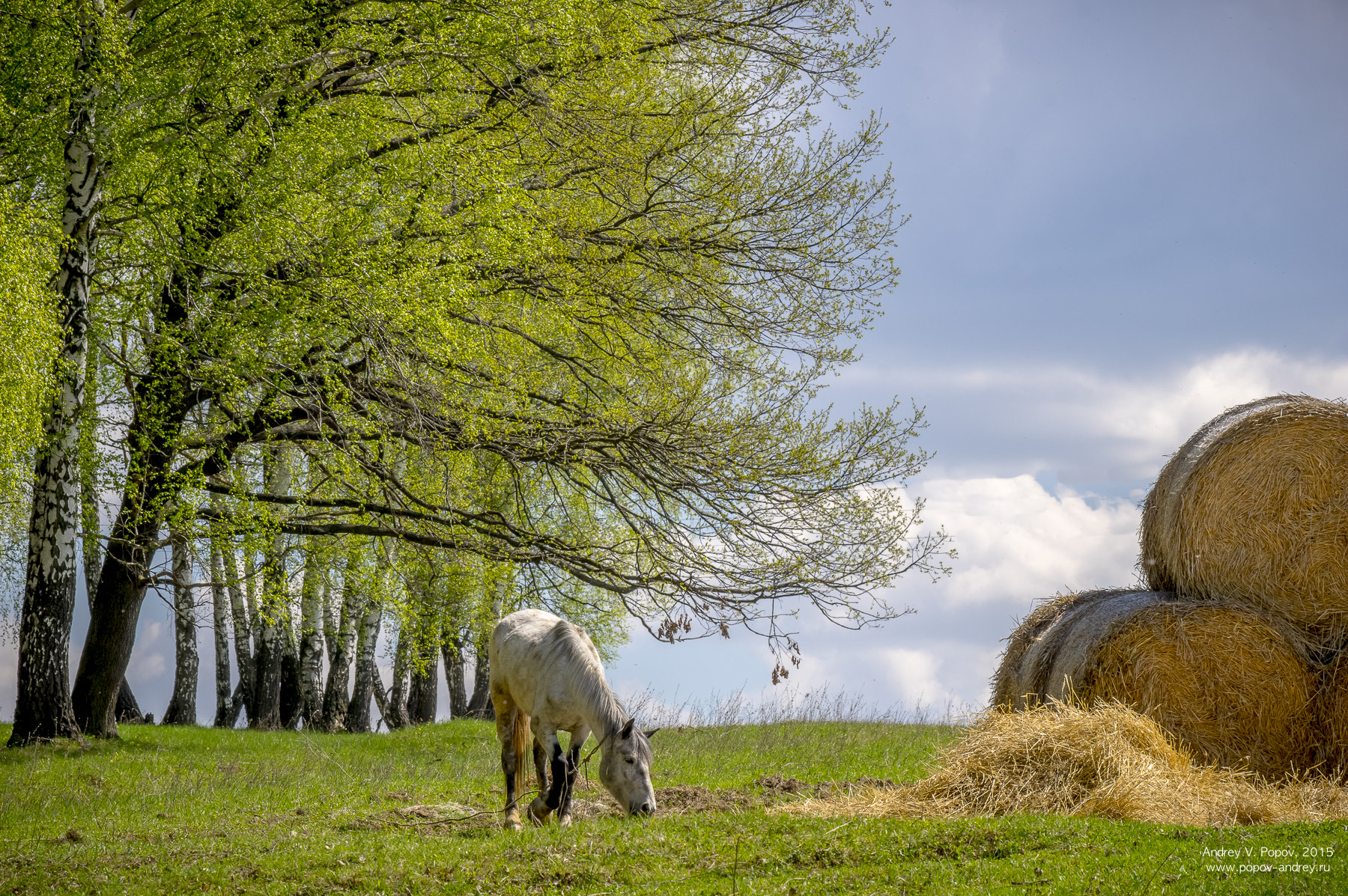 Pentax K-3 sample photo. The horse photography