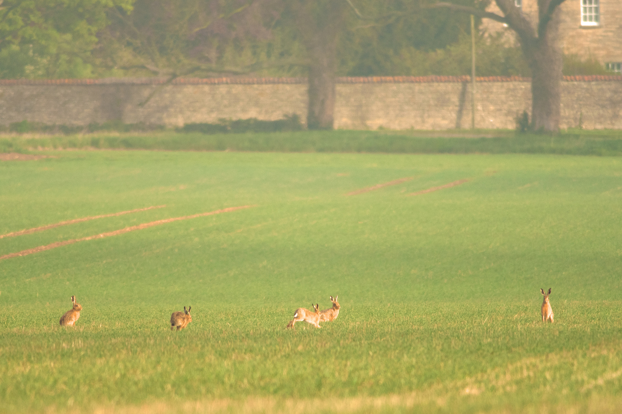 Nikon D5300 + Nikon AF-S Nikkor 300mm F4D ED-IF sample photo. Hare family photography