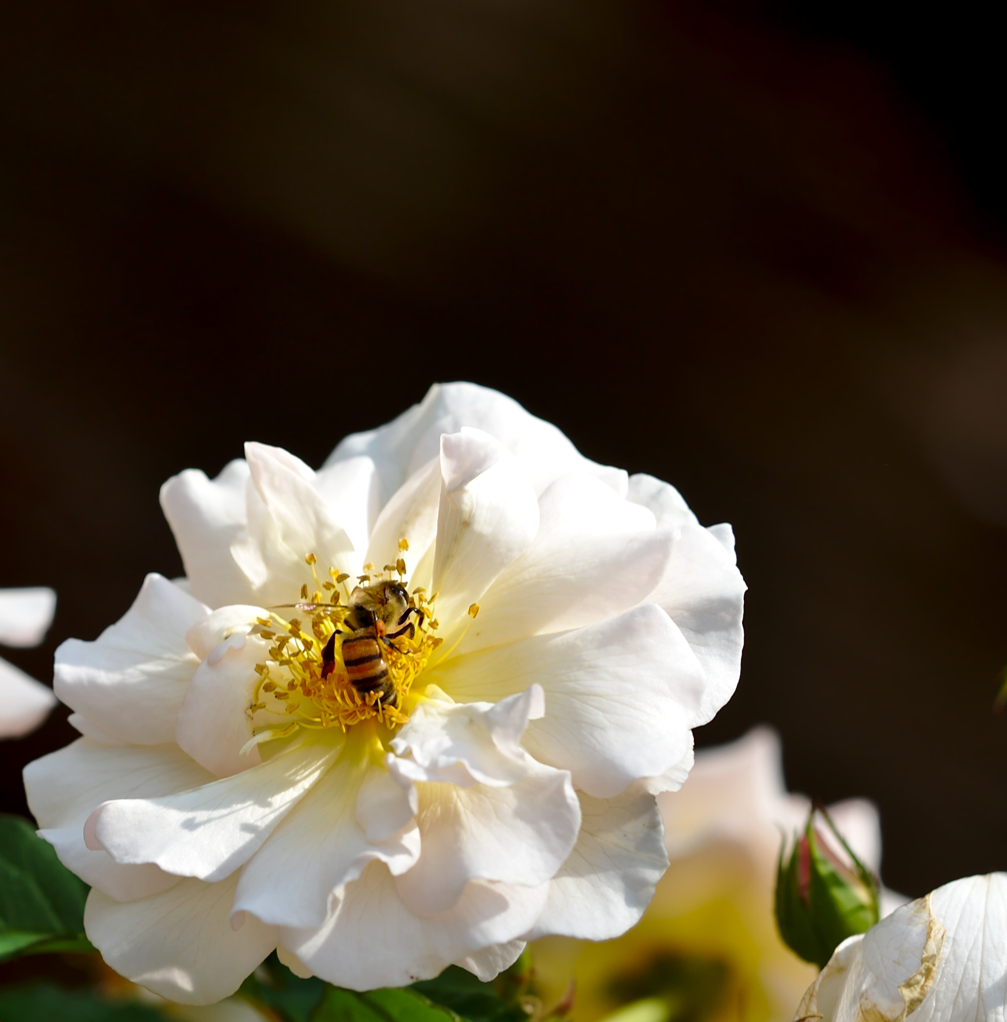 ZEISS Otus 85mm F1.4 sample photo. Carpenter bee on a penelope rose photography