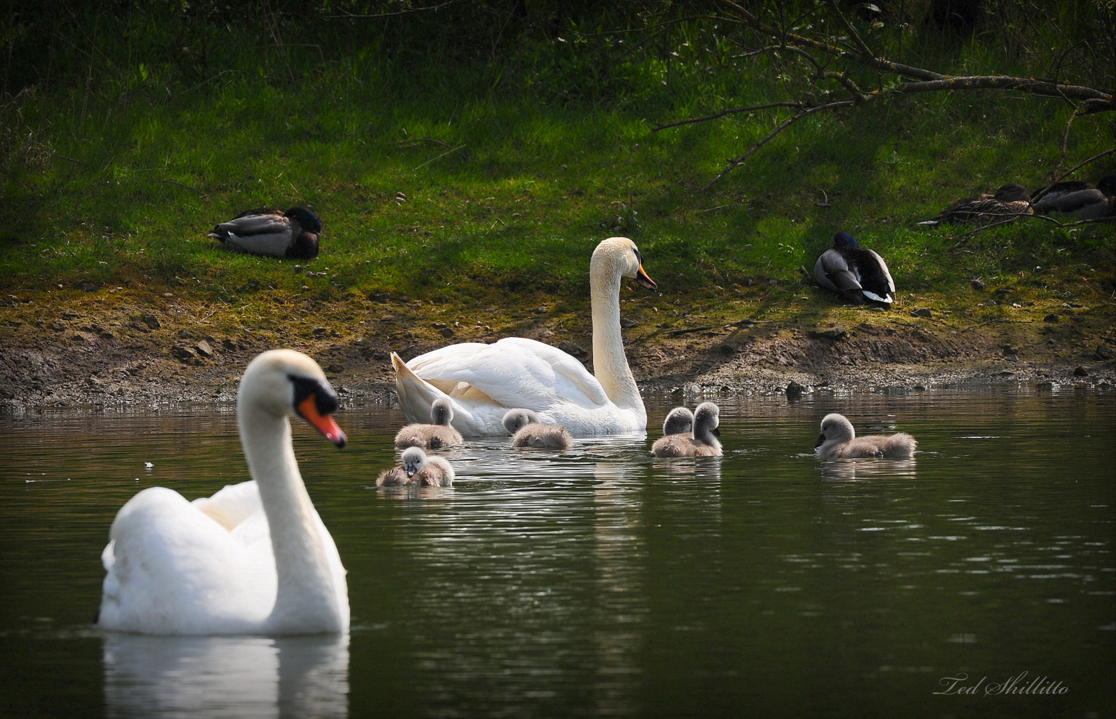 Nikon D3S sample photo. Ted_5754.jpg photography