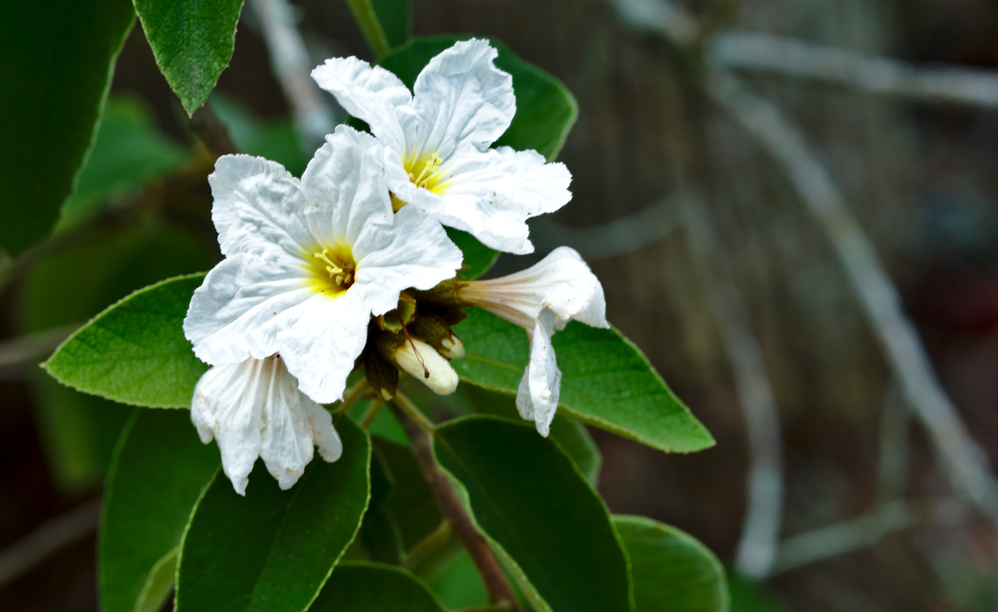 ZEISS Otus 85mm F1.4 sample photo. Texas wild olive photography