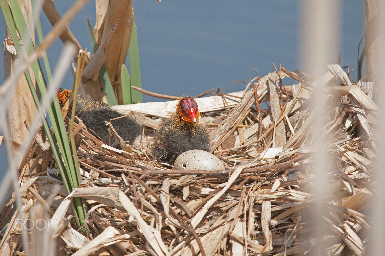 Canon EOS-1D Mark III + Sigma 150-500mm F5-6.3 DG OS HSM sample photo. Baby coot in nest photography