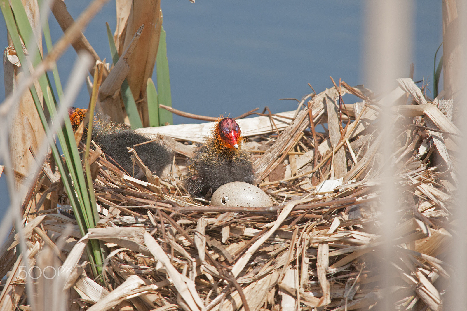 Sigma 150-500mm F5-6.3 DG OS HSM sample photo. Baby coot in nest photography