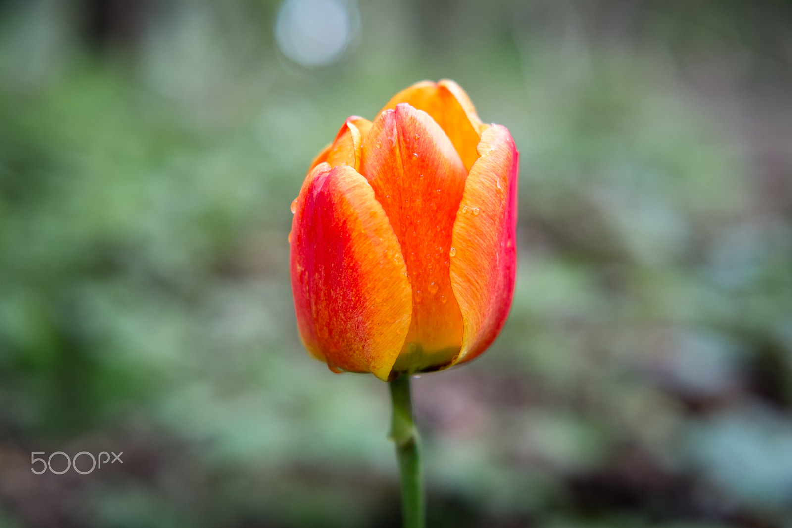 Fujifilm X-E1 + Fujifilm XF 35mm F2 R WR sample photo. Tulip photography