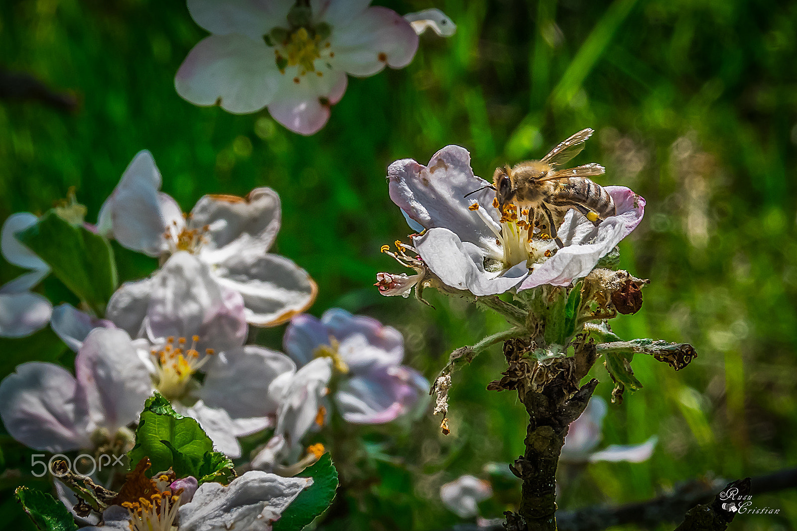 Nikon D5500 + Sigma 28-300mm F3.5-6.3 DG Macro sample photo. Bee looking for nectar photography